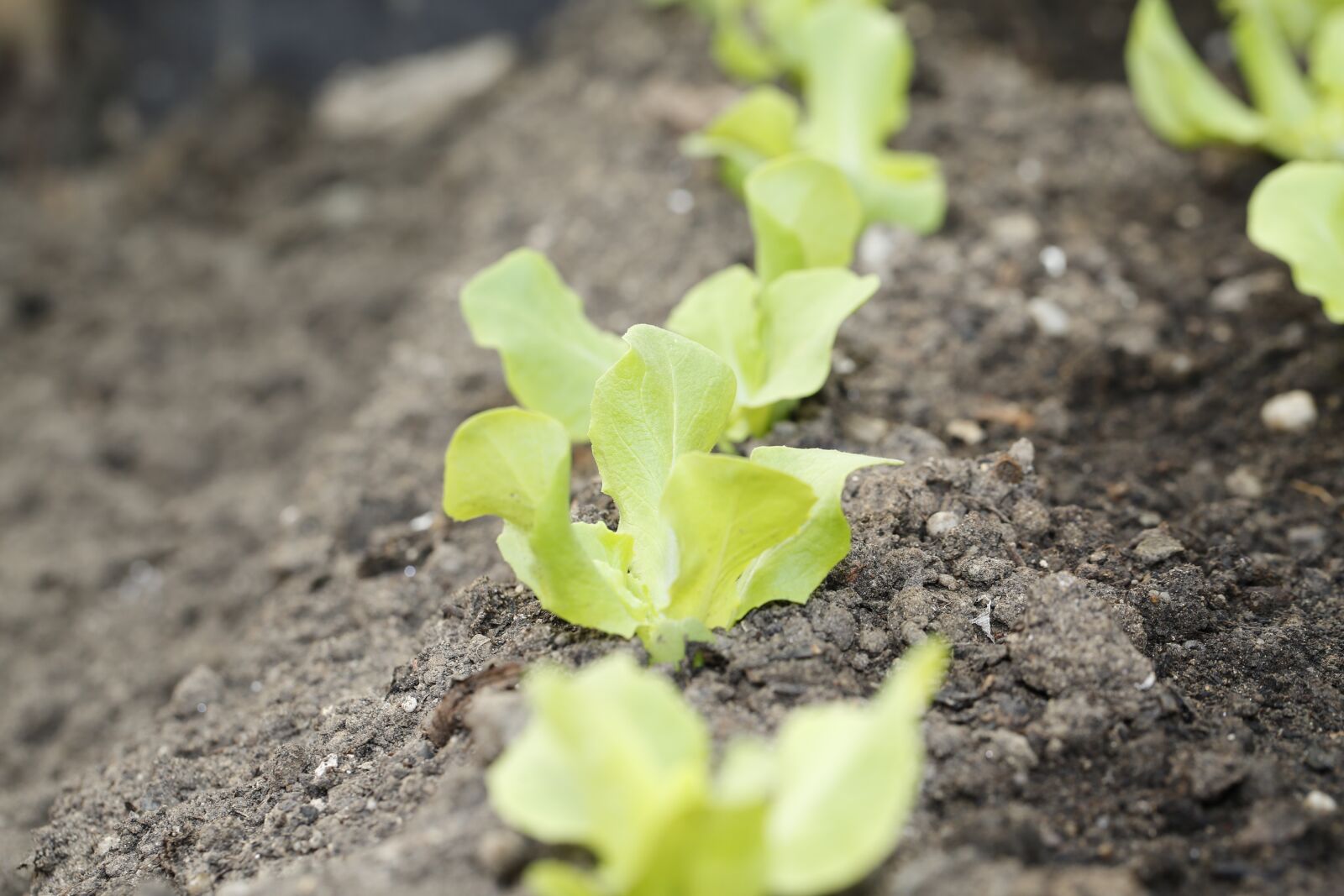Canon EF 100mm F2.8L Macro IS USM sample photo. Sowing, salad, spring photography