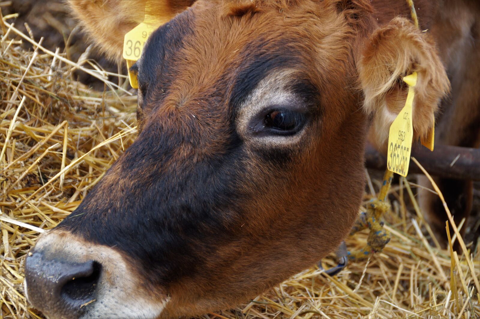 Sony SLT-A58 sample photo. Cow, dairy cow, economic photography