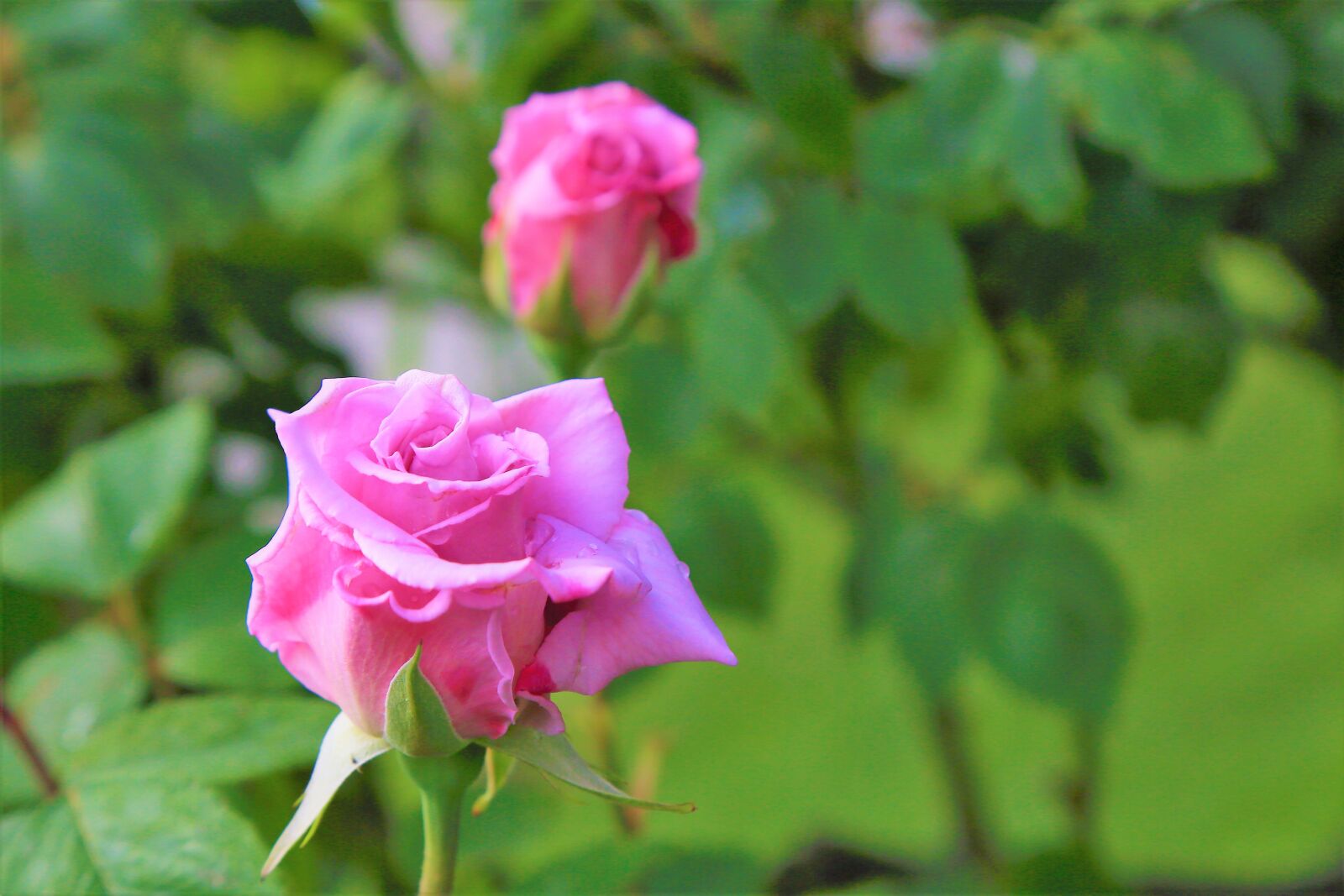 Canon EF 24-105mm F4L IS USM sample photo. Rose, pink, beautiful photography