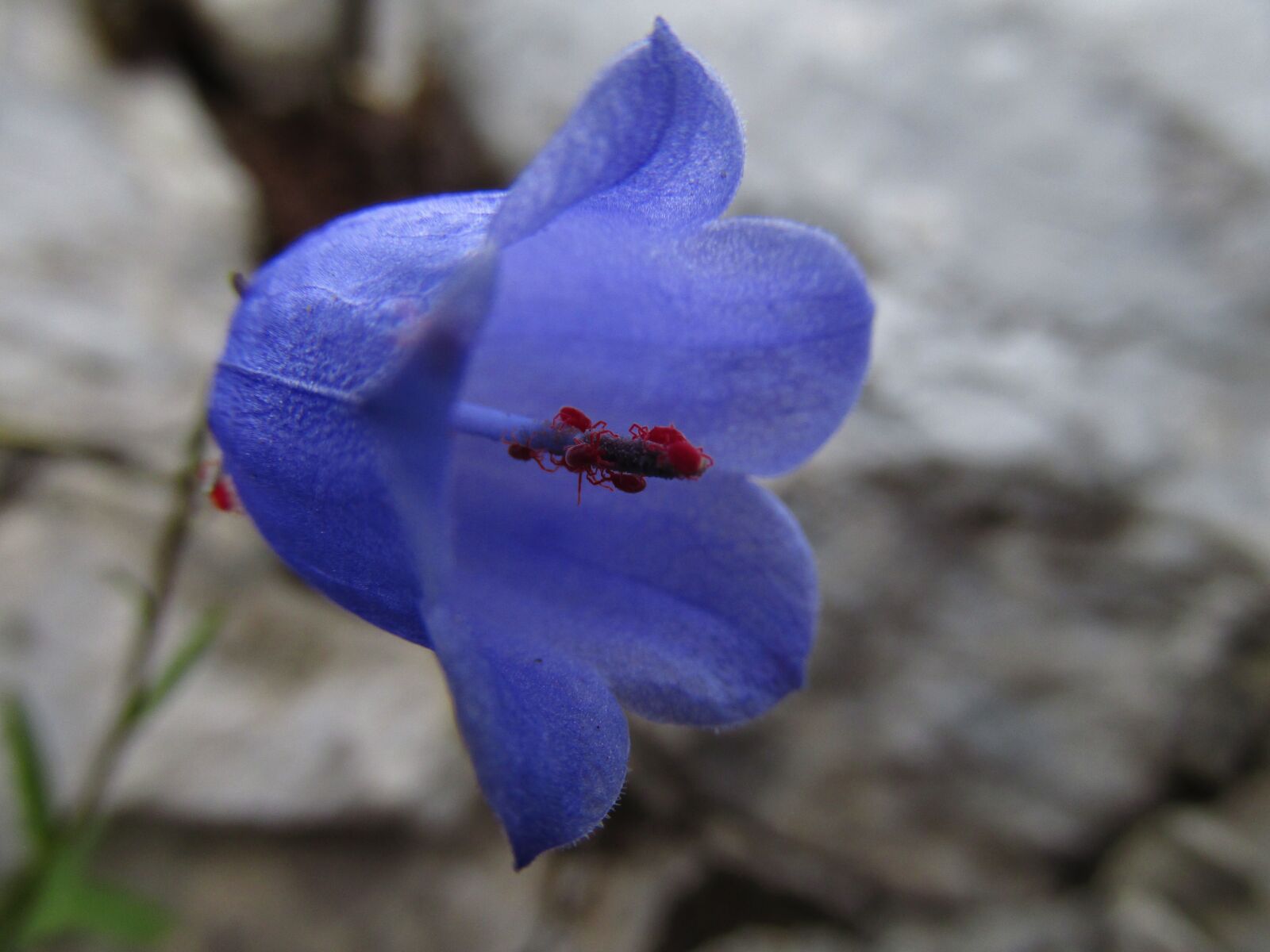 Canon PowerShot SX160 IS sample photo. Bell, flower, detail photography