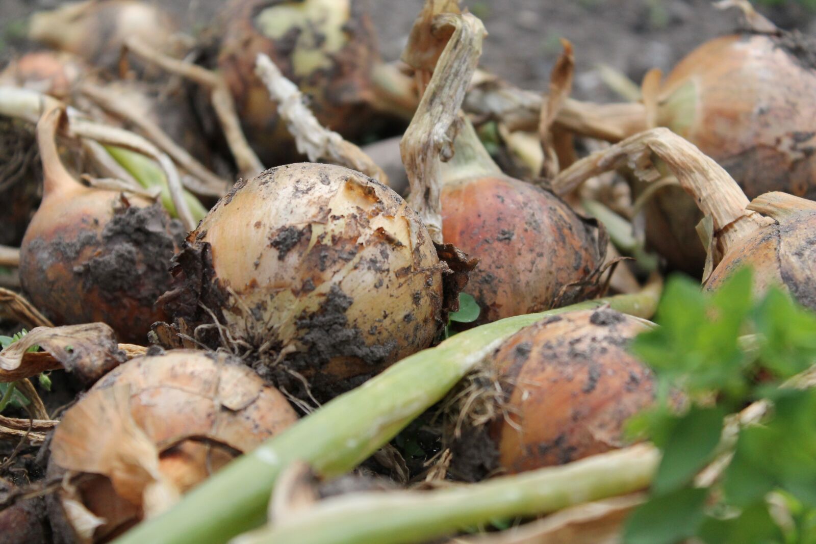 Canon EOS 1100D (EOS Rebel T3 / EOS Kiss X50) sample photo. Onions, harvest, vegetables photography