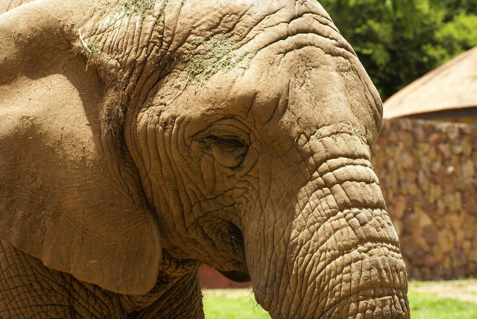 Sony Alpha DSLR-A100 sample photo. African elephant, nature, africa photography