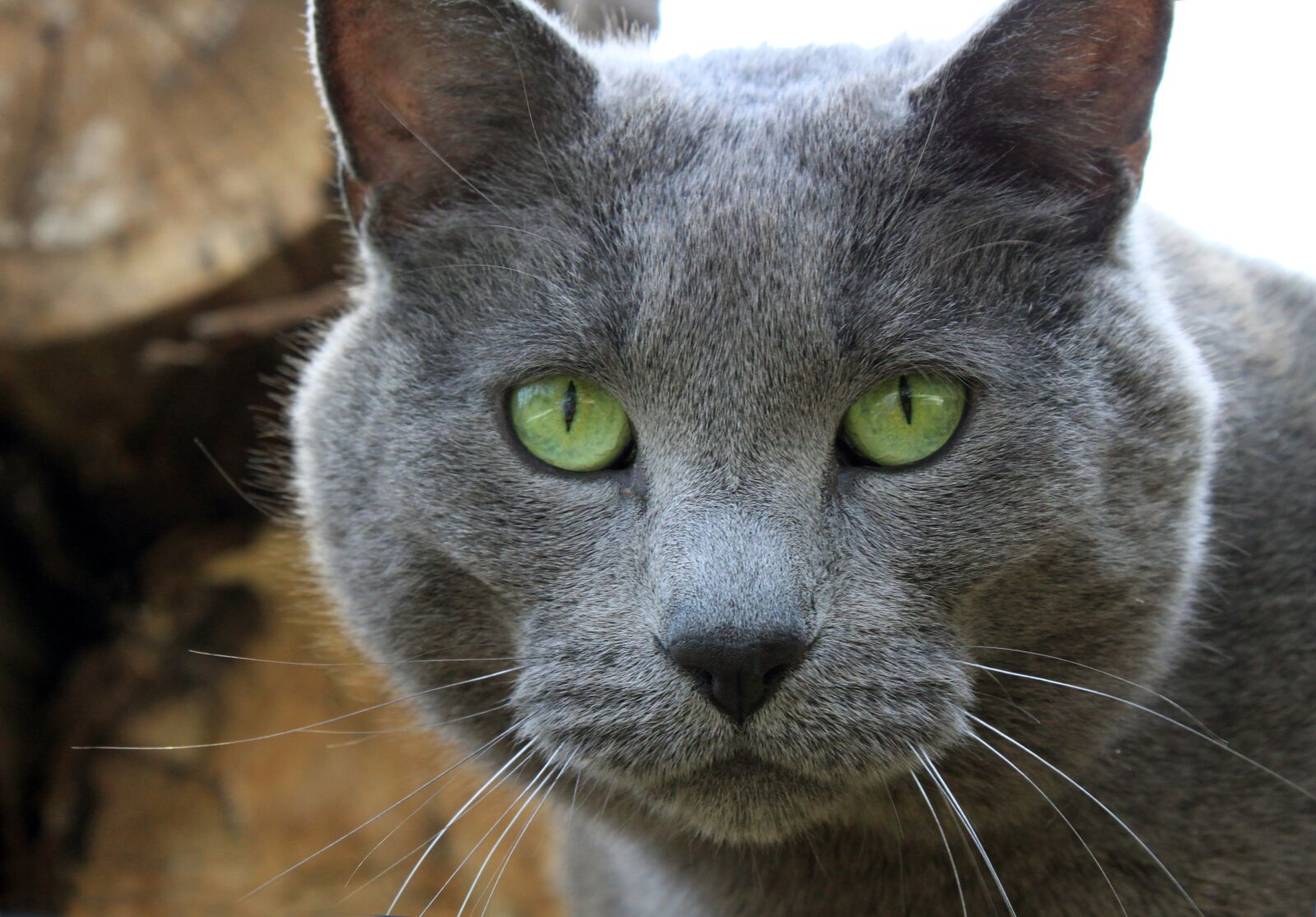 Canon EOS 500D (EOS Rebel T1i / EOS Kiss X3) sample photo. Cat, gray, eyes photography