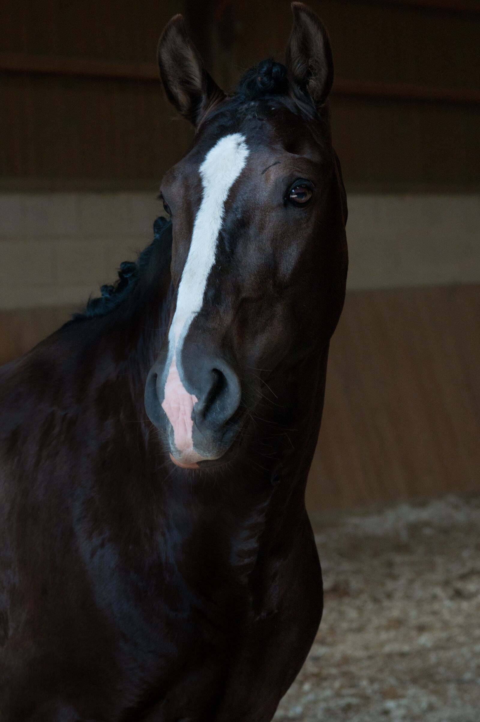 Nikon D300 sample photo. Animals, horse, equine photography