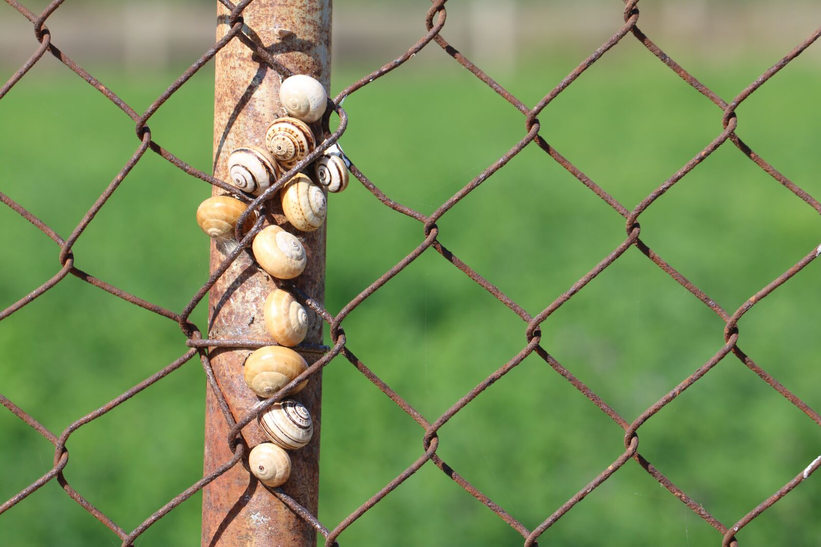 Canon EOS 70D sample photo. Snails, gastropods, fence photography