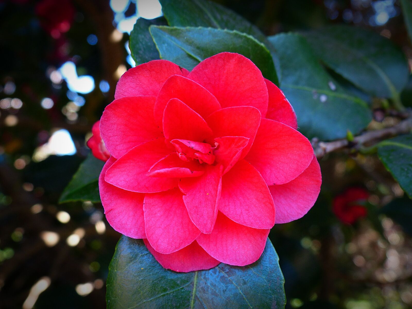 Panasonic Lumix DMC-FZ200 sample photo. Camellia, flower, blossom photography