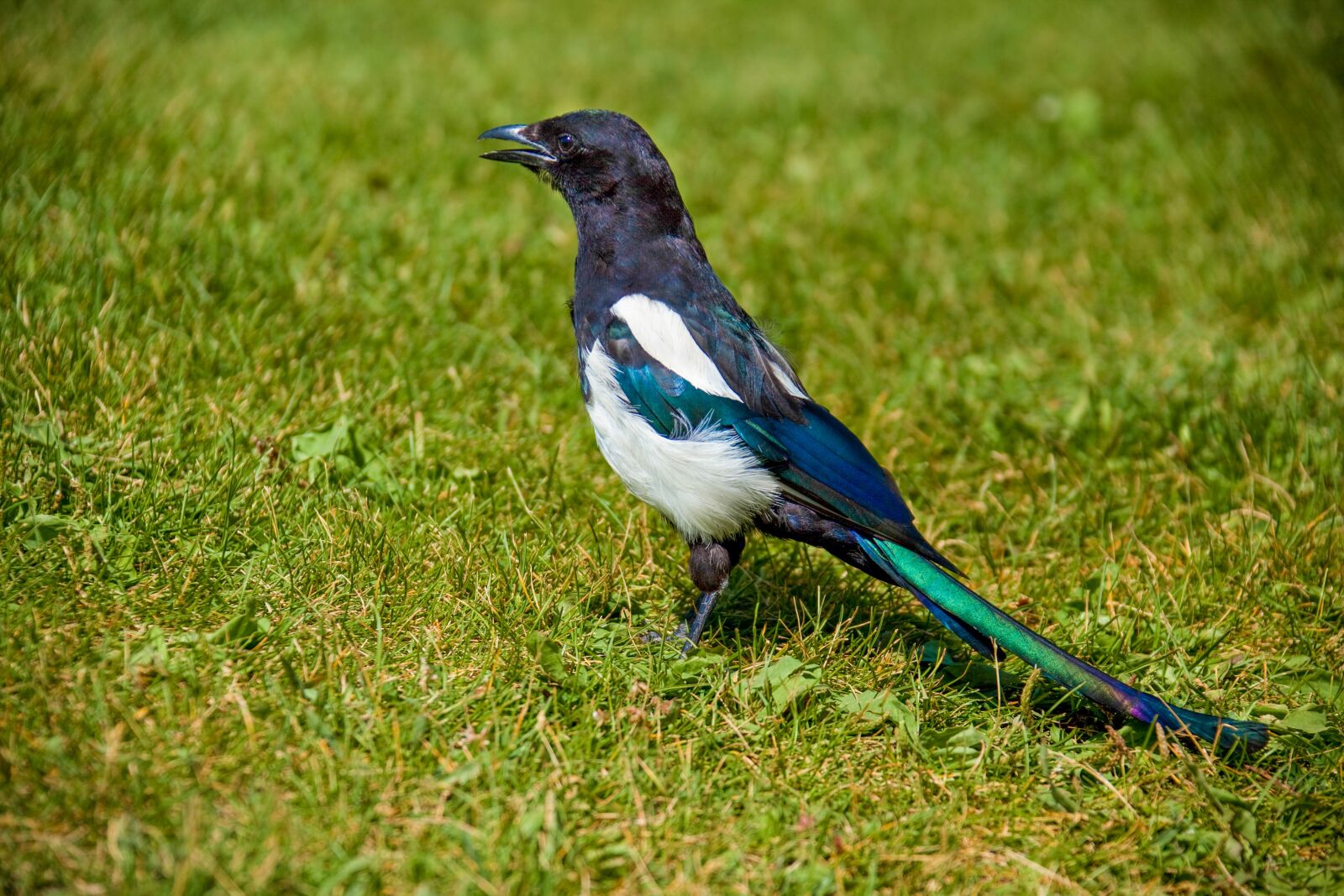 Canon EOS 5D Mark II + Canon EF 28-300mm F3.5-5.6L IS USM sample photo. Birds, nature, colorful photography