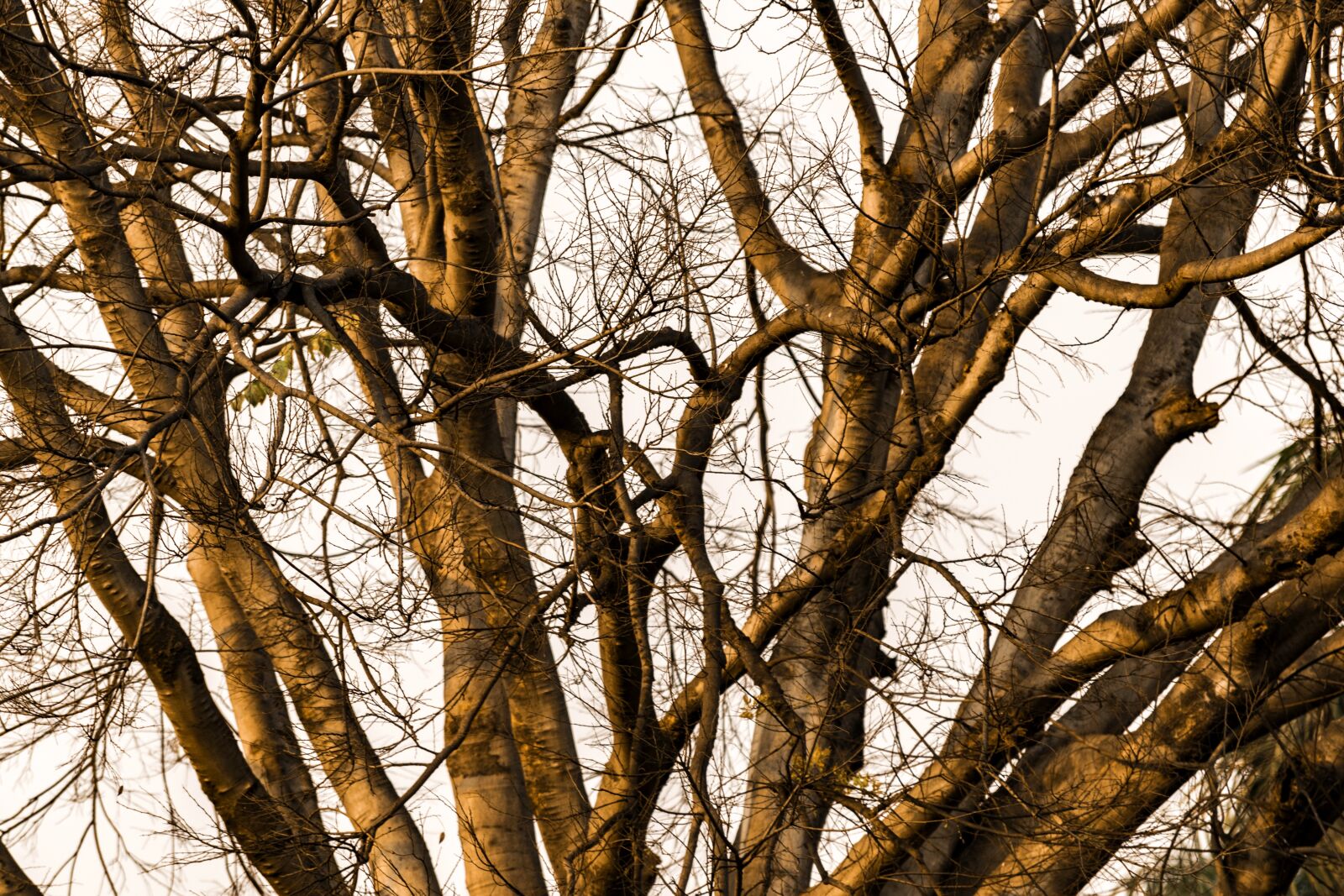 Nikon D3300 sample photo. Tree, wood, branch photography