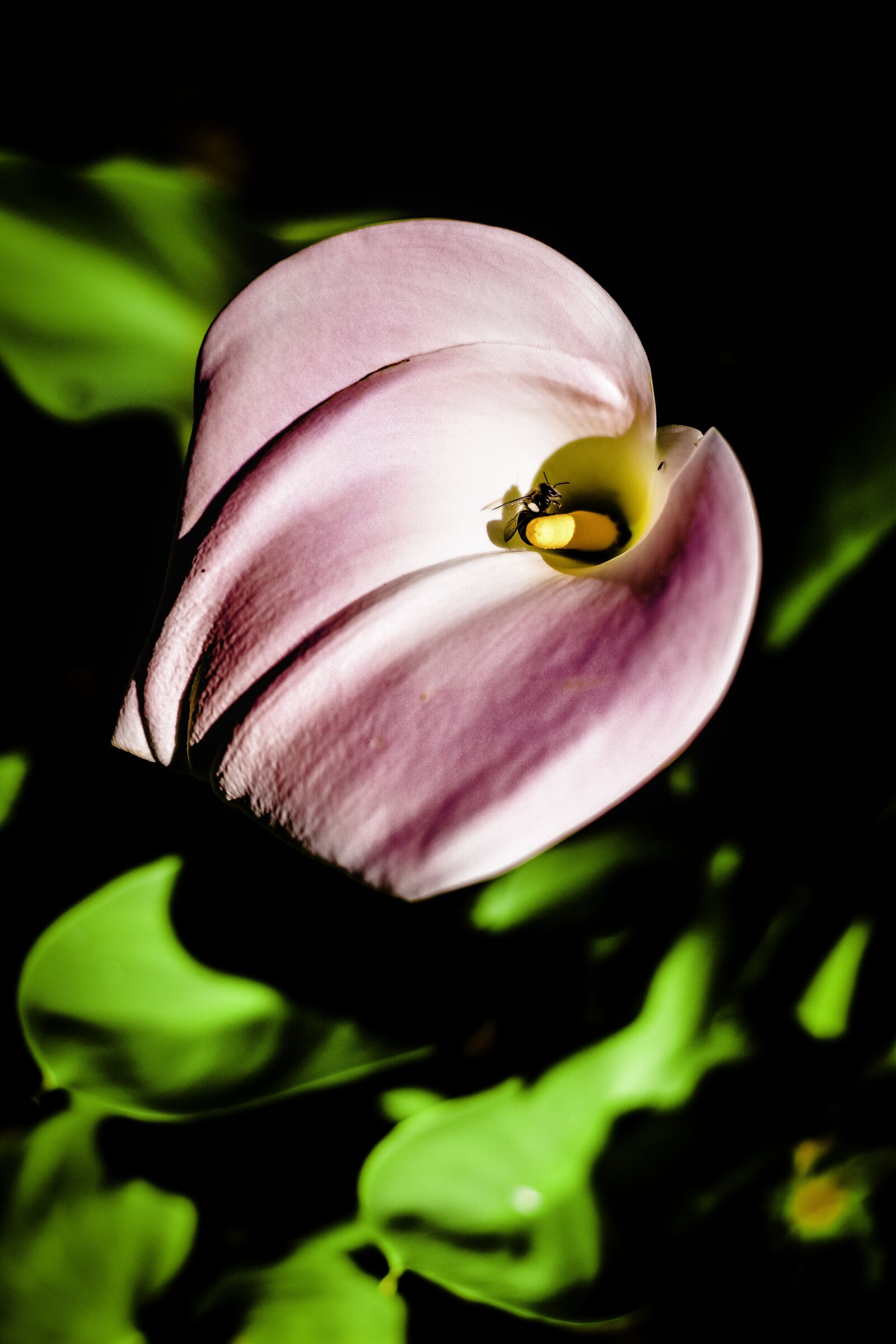 Nikon D5500 sample photo. Arum lily, bee, insect photography