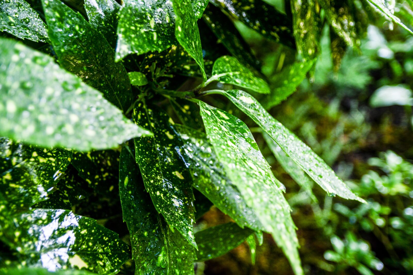 Nikon D3200 sample photo. Nature, plant, flower photography