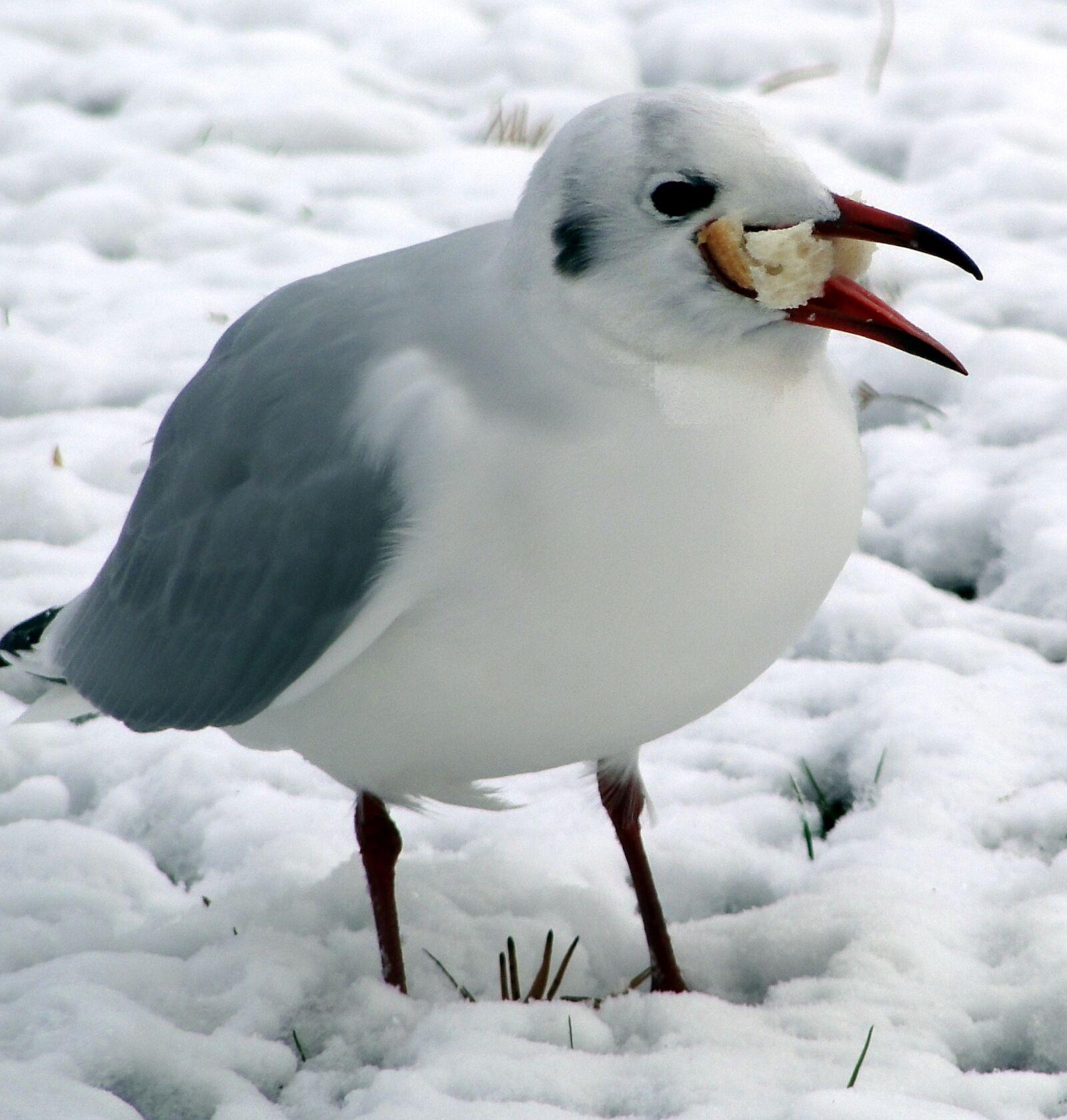 Sony Cyber-shot DSC-HX1 sample photo. Gluttony, glutton, snow photography