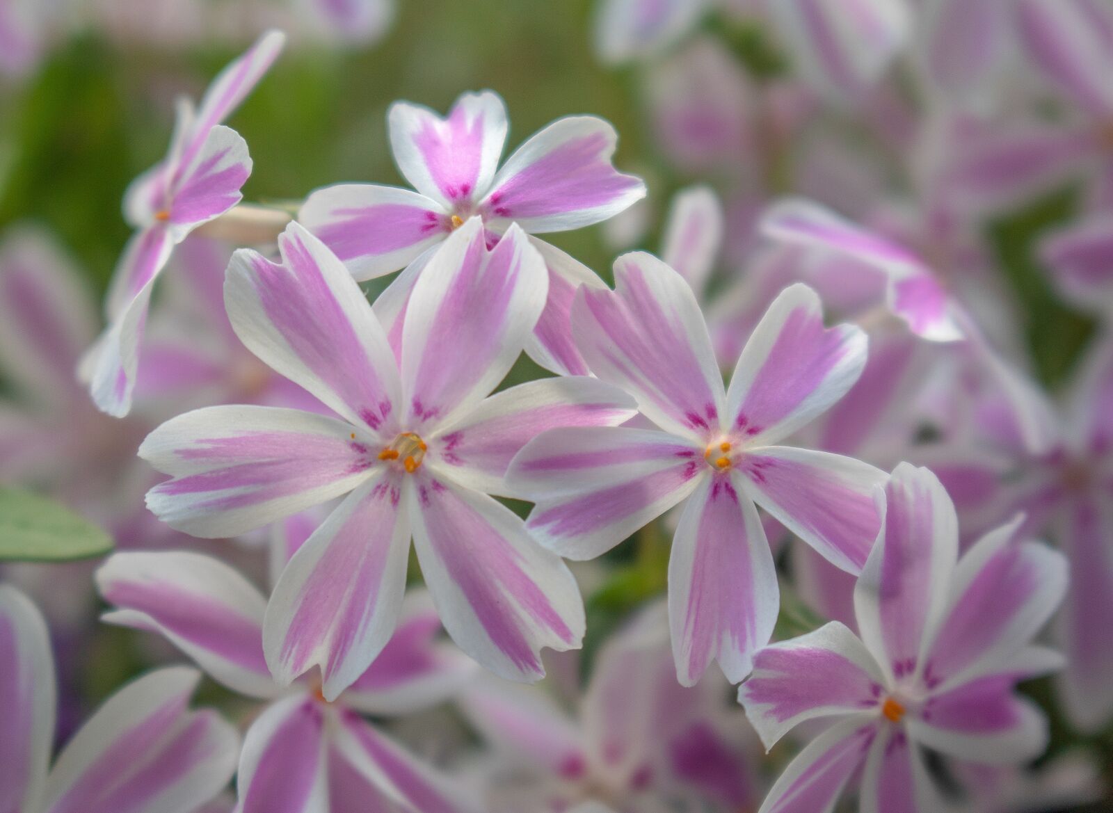 Canon EOS 750D (EOS Rebel T6i / EOS Kiss X8i) sample photo. Phlox, phlox subulata, tamaongalie photography