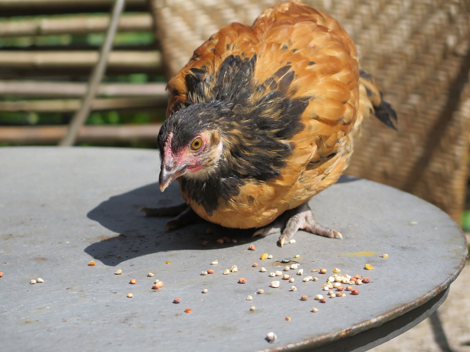 Canon PowerShot G16 sample photo. Chickens chicks, chicks, vorwerk photography