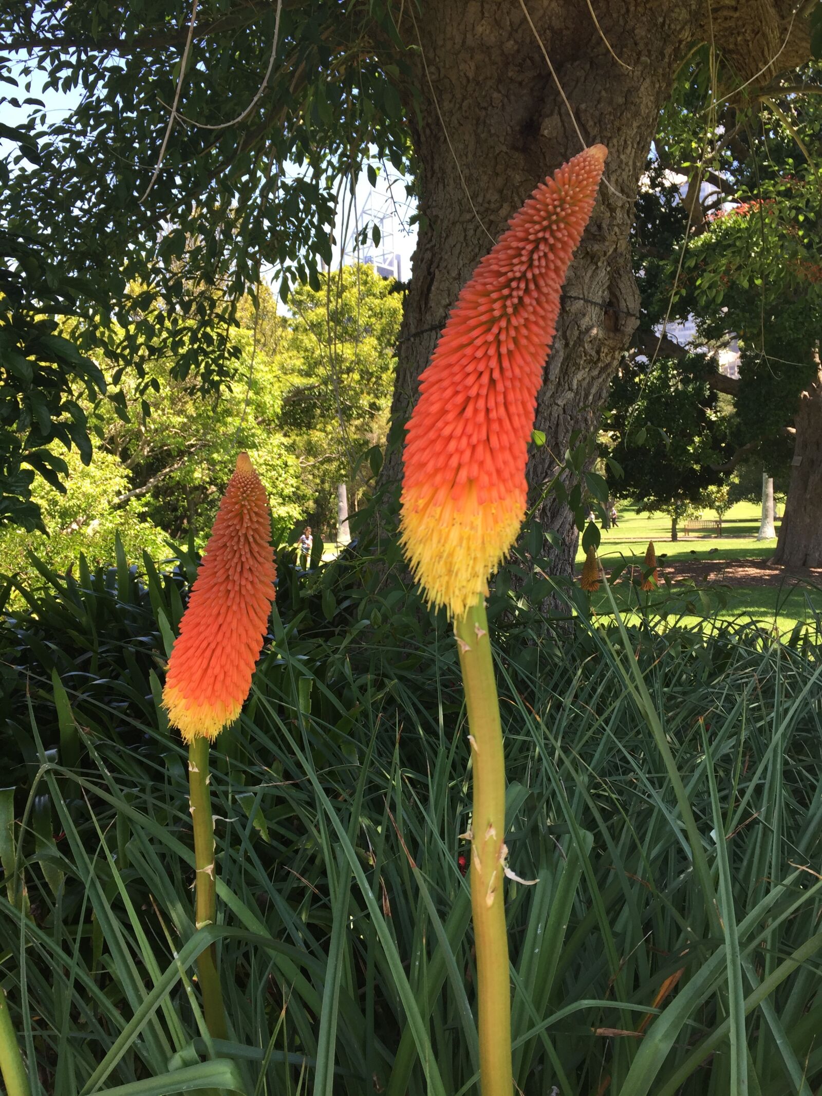 iPhone 6 back camera 4.15mm f/2.2 sample photo. Sydney, botanic, garden photography