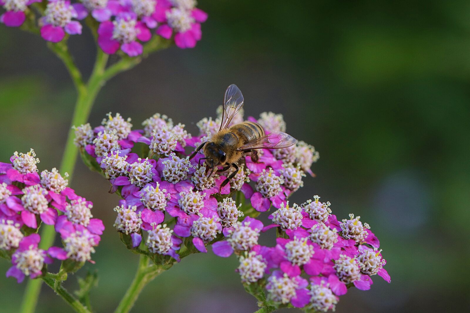Canon EOS 80D sample photo. Yarrow, bee, insect photography