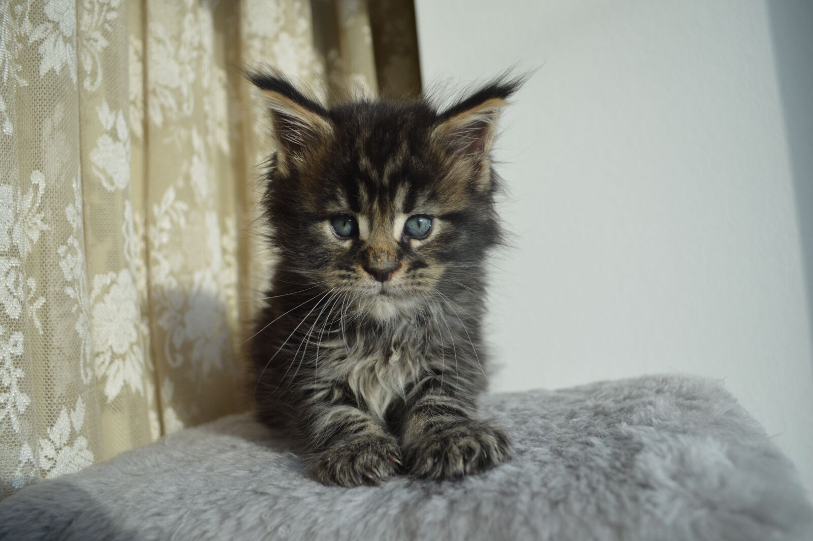 Nikon D3200 sample photo. Mejnkun, maine coon, mainkan photography
