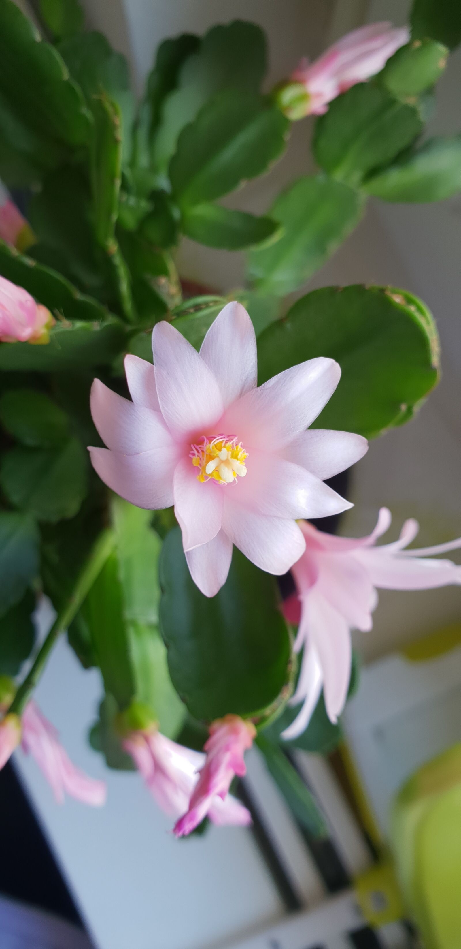 Samsung Galaxy S9+ sample photo. Nature, flower, plant photography