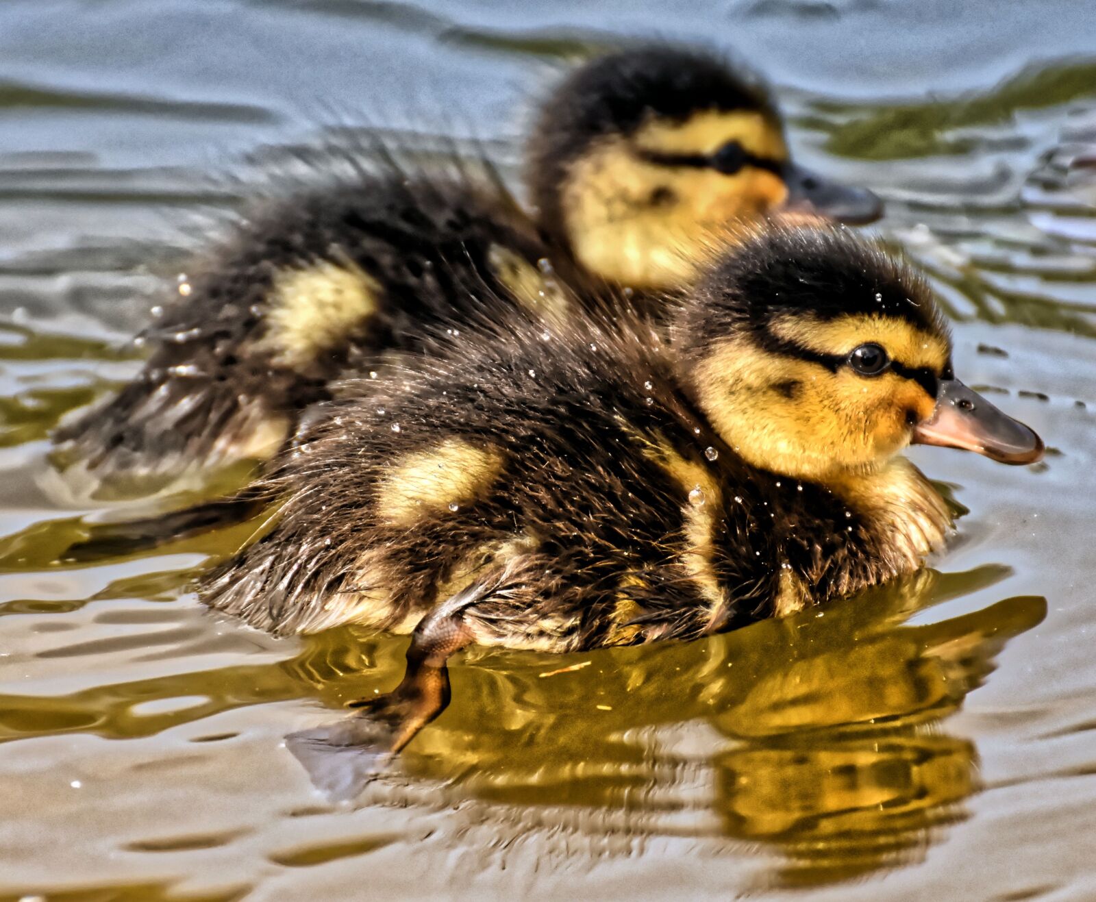 Nikon D7200 sample photo. Mallard, ducklings, duck photography