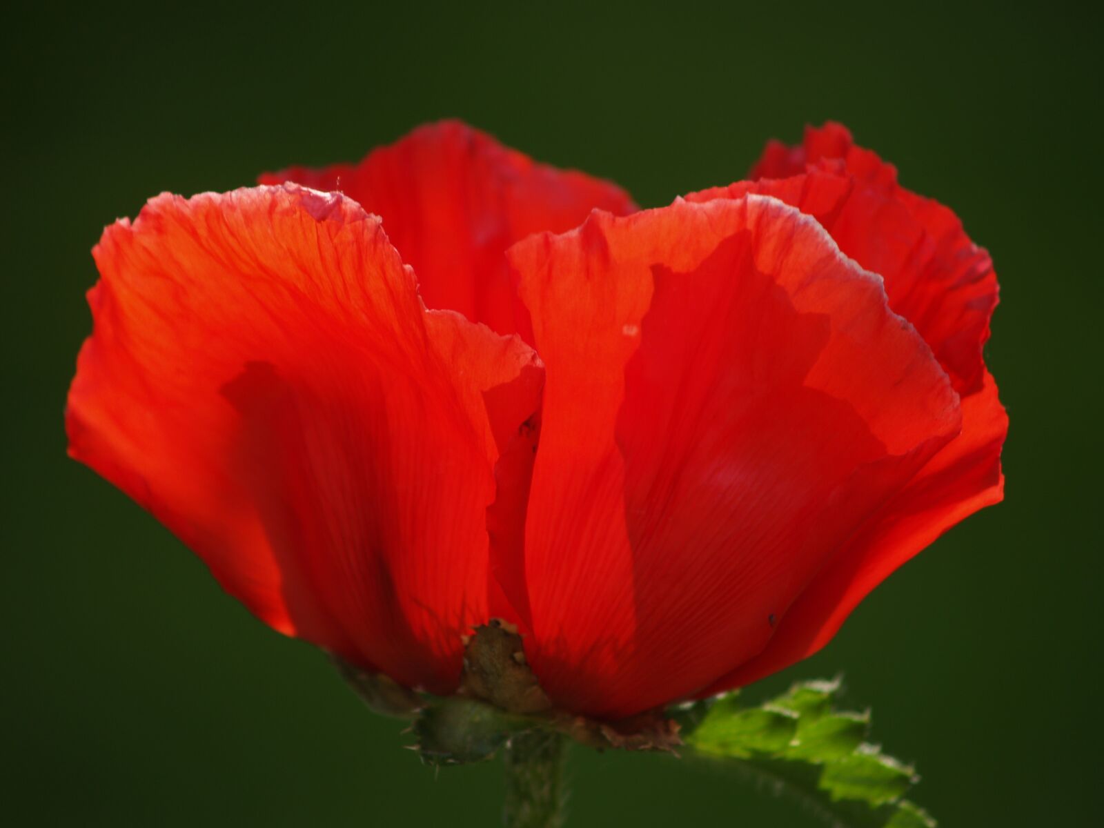 Olympus E-500 (EVOLT E-500) sample photo. Poppy, red, red poppy photography