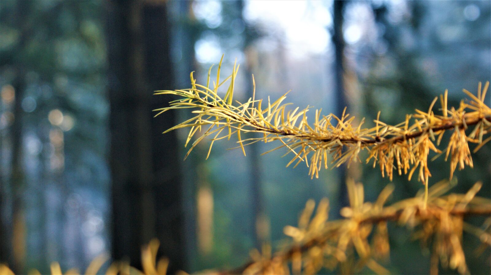 Sony Alpha DSLR-A350 sample photo. Branch, conifer, nature photography