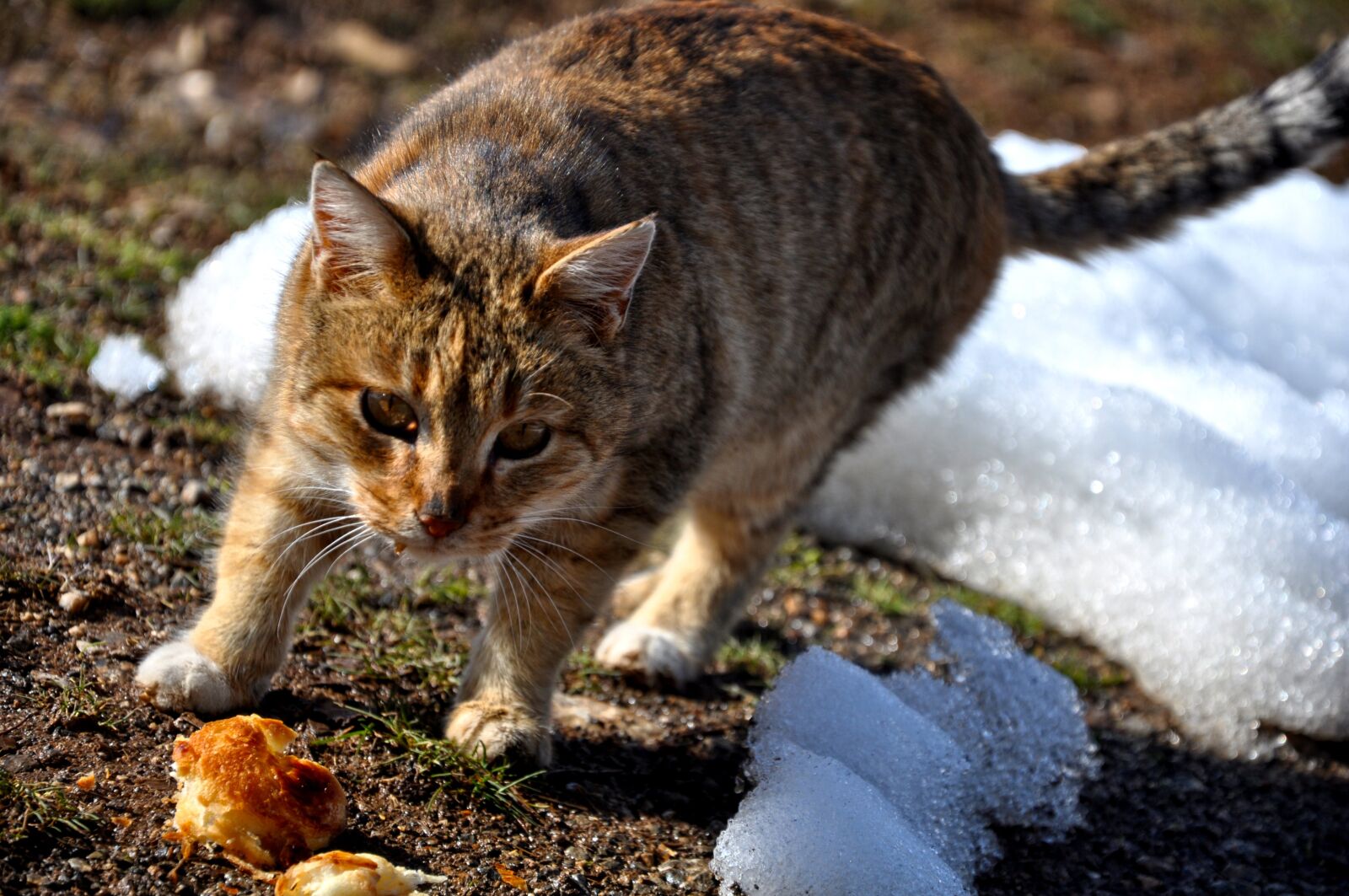 Nikon D90 sample photo. Cat, meow, tabby cat photography