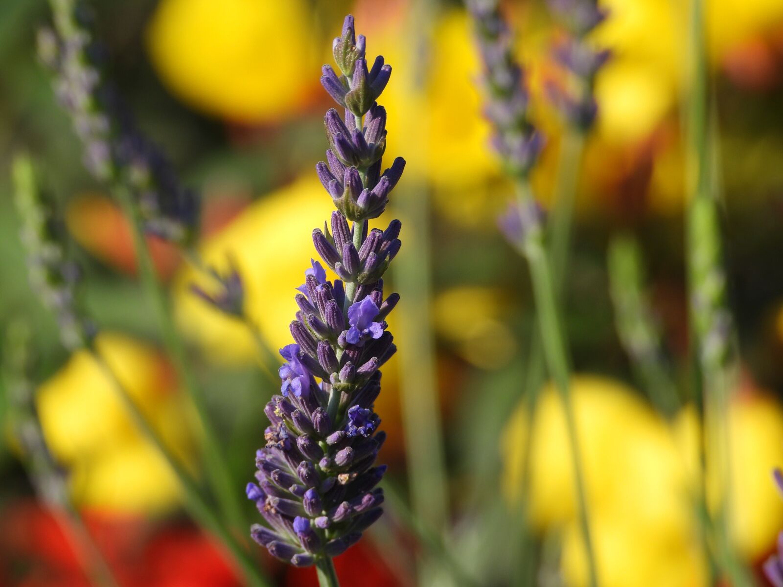 Nikon Coolpix P1000 sample photo. Lavender, flowers, blooms photography