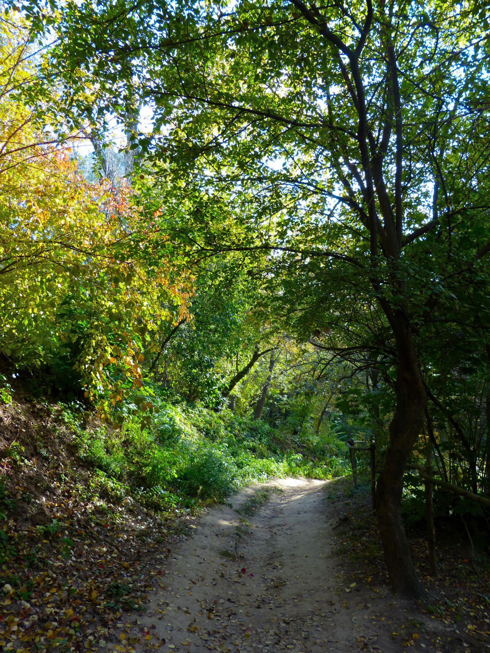 Panasonic Lumix DMC-FZ200 sample photo. Autumn, road, trail photography