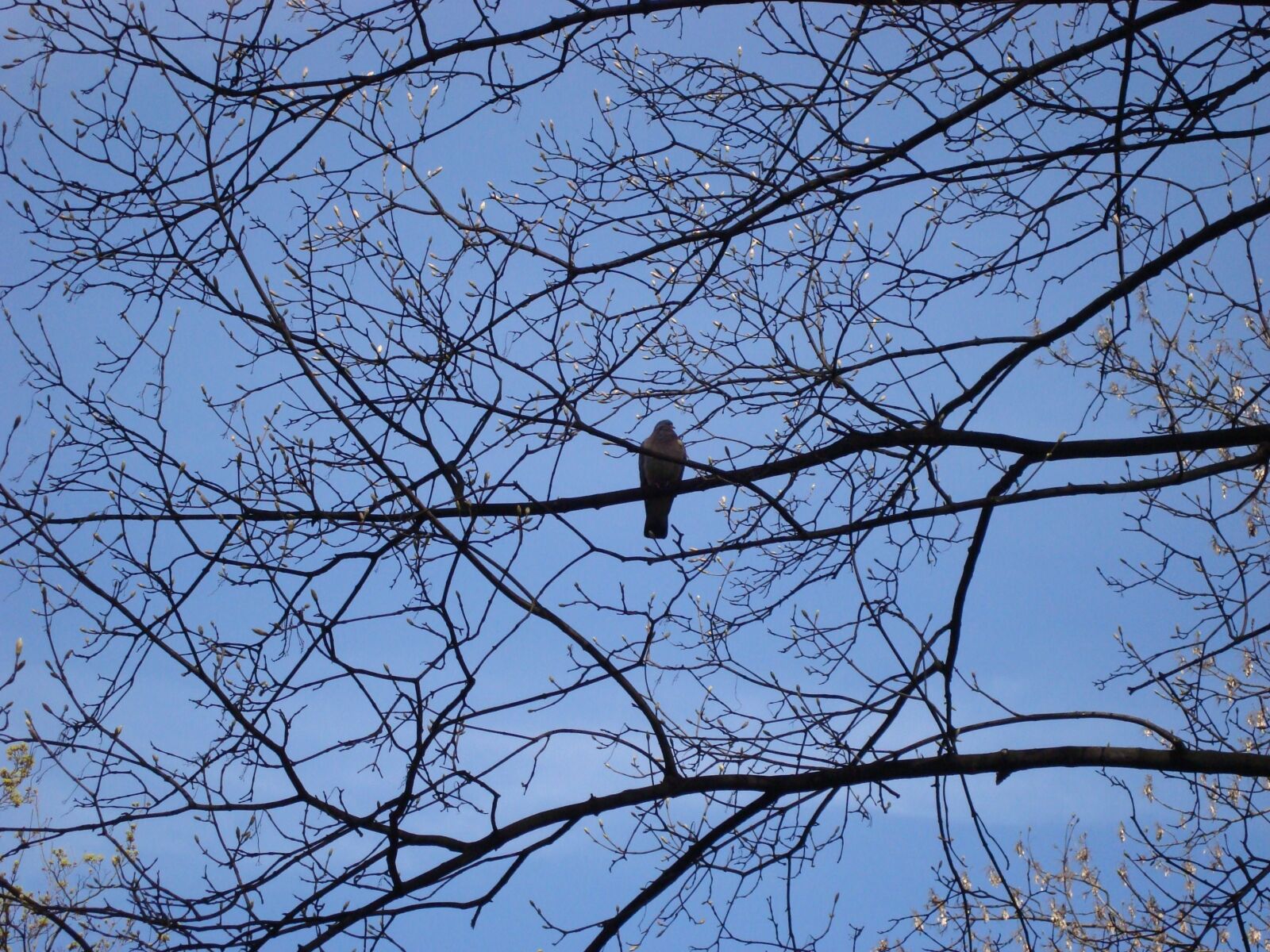 Sony Cyber-shot DSC-W120 sample photo. Bird, tree, sky photography