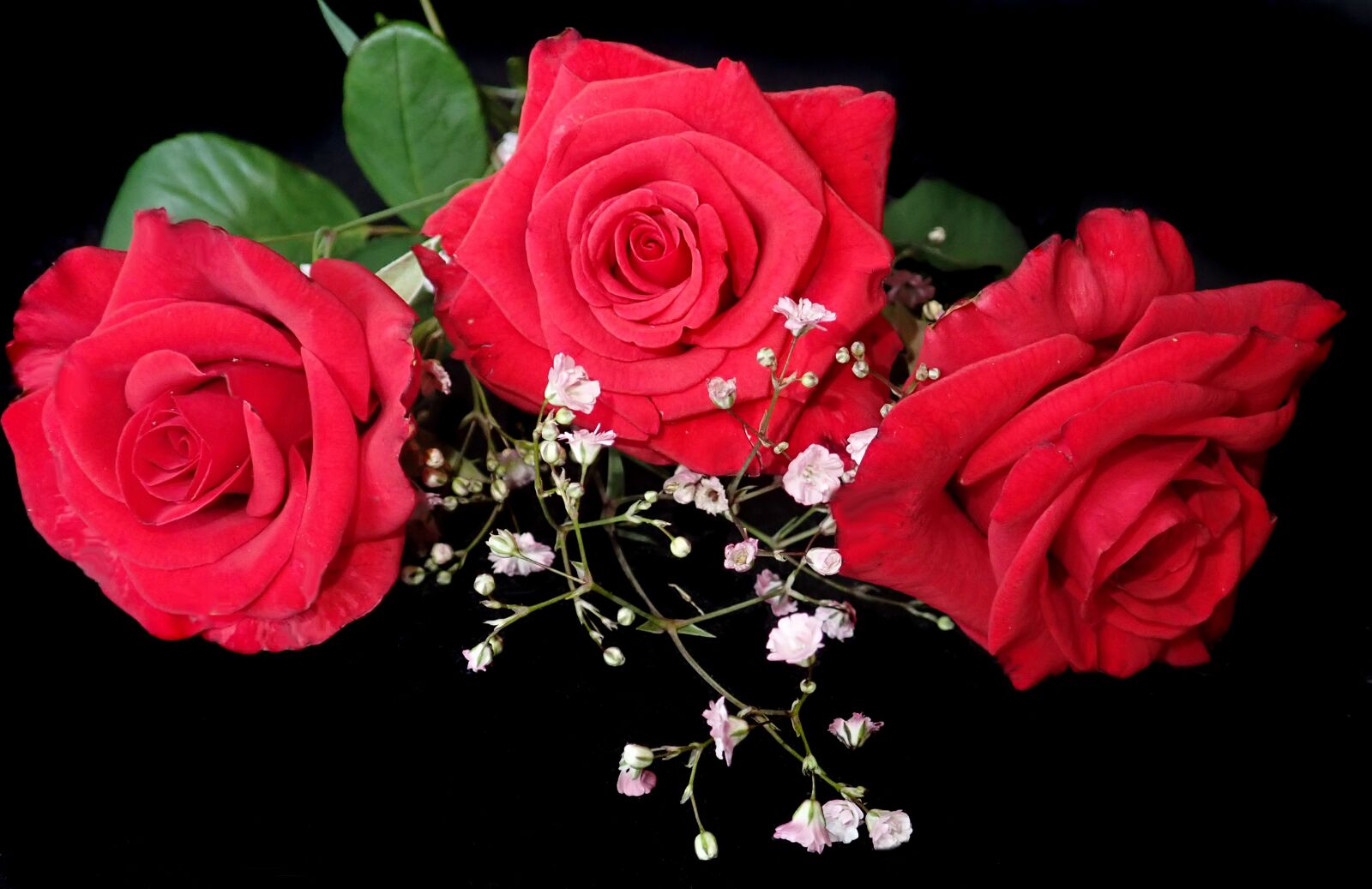 Olympus TG-5 sample photo. Roses, red, flowers photography