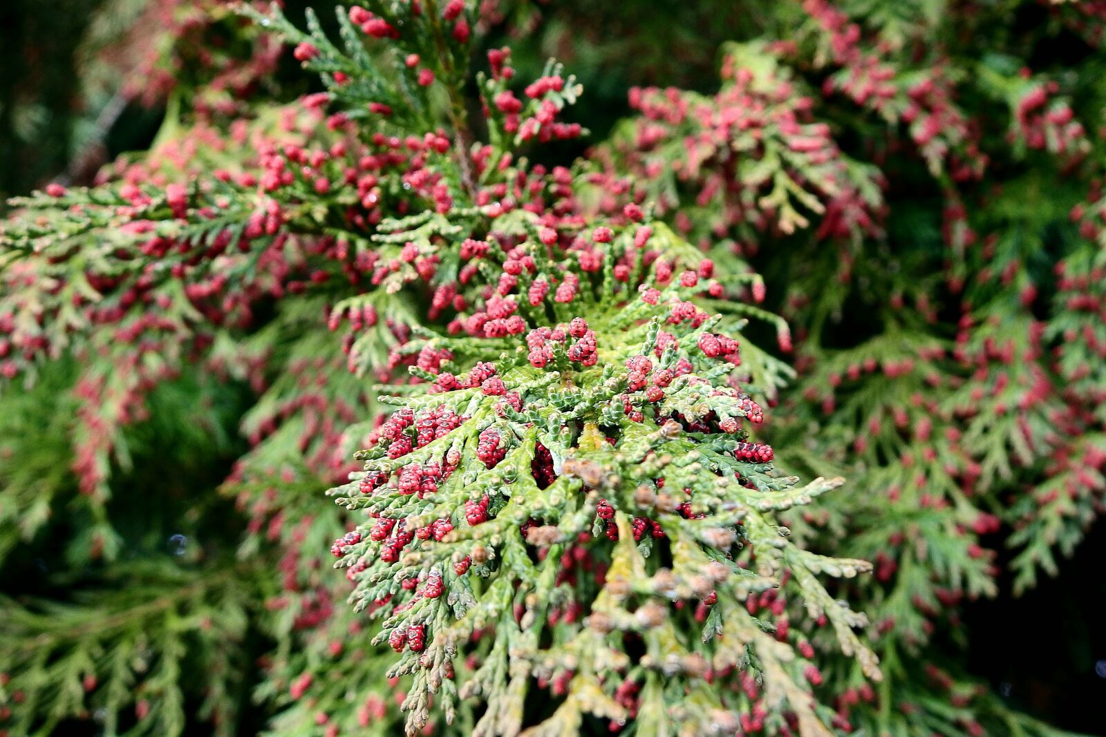 Nikon Coolpix P900 sample photo. Nature, coniferous, sprig photography