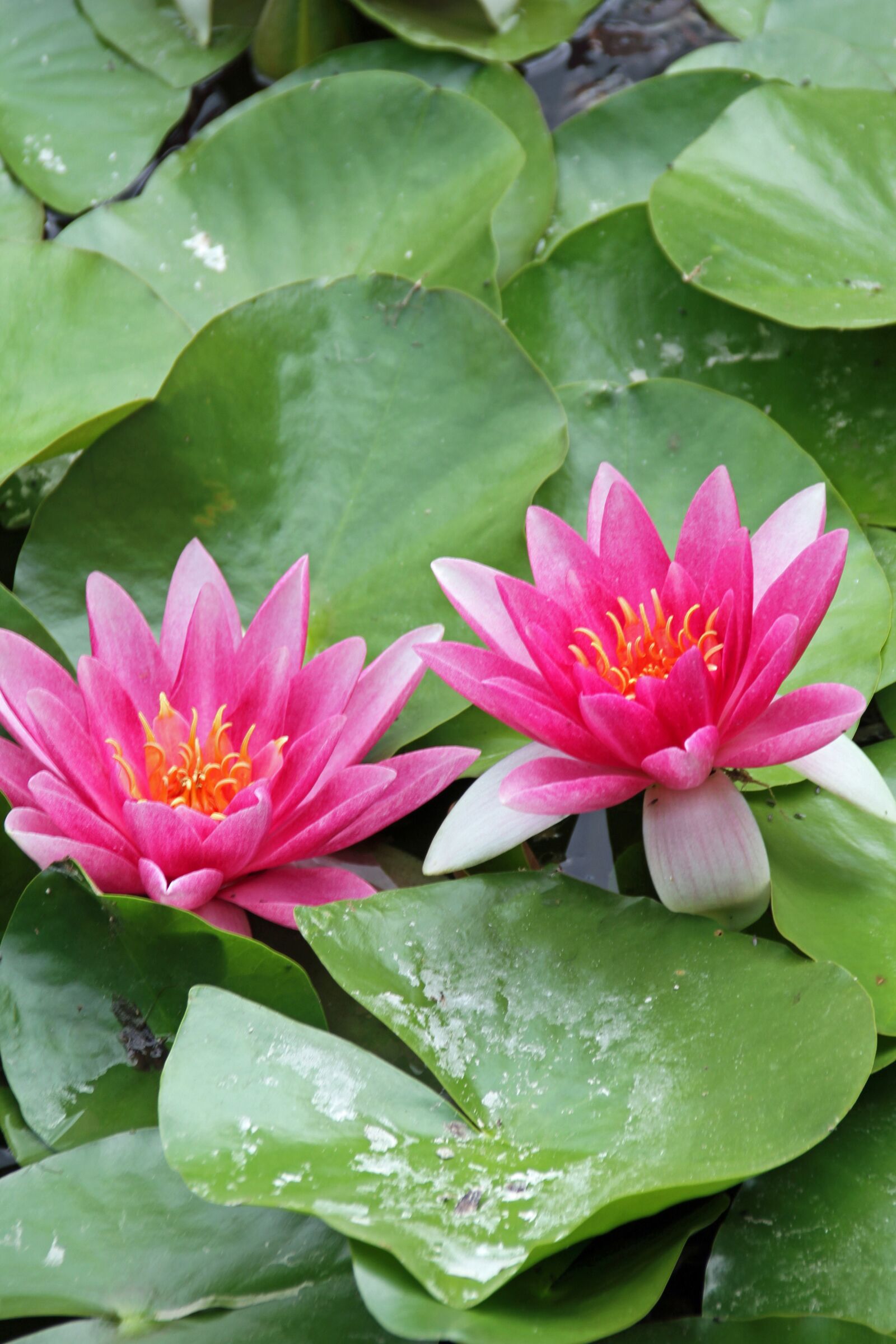 Canon EOS 7D sample photo. Water lily, flower, pink photography