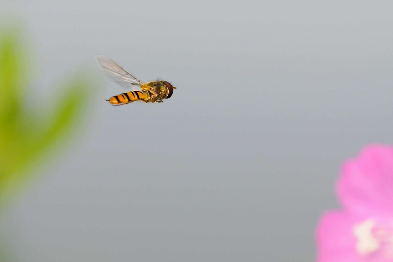 Nikon D300 sample photo. Insect, flower, nature, arthropod photography
