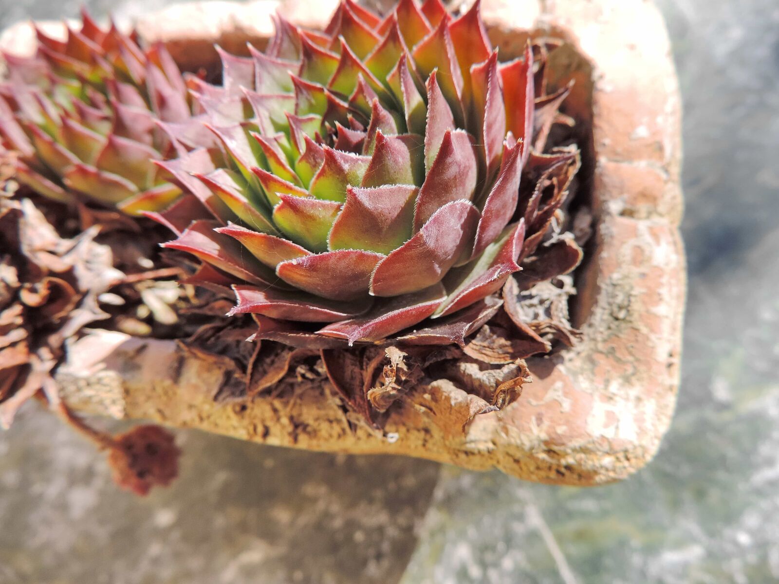 Nikon Coolpix P520 sample photo. Cactus, flowerpot, nature, flora photography
