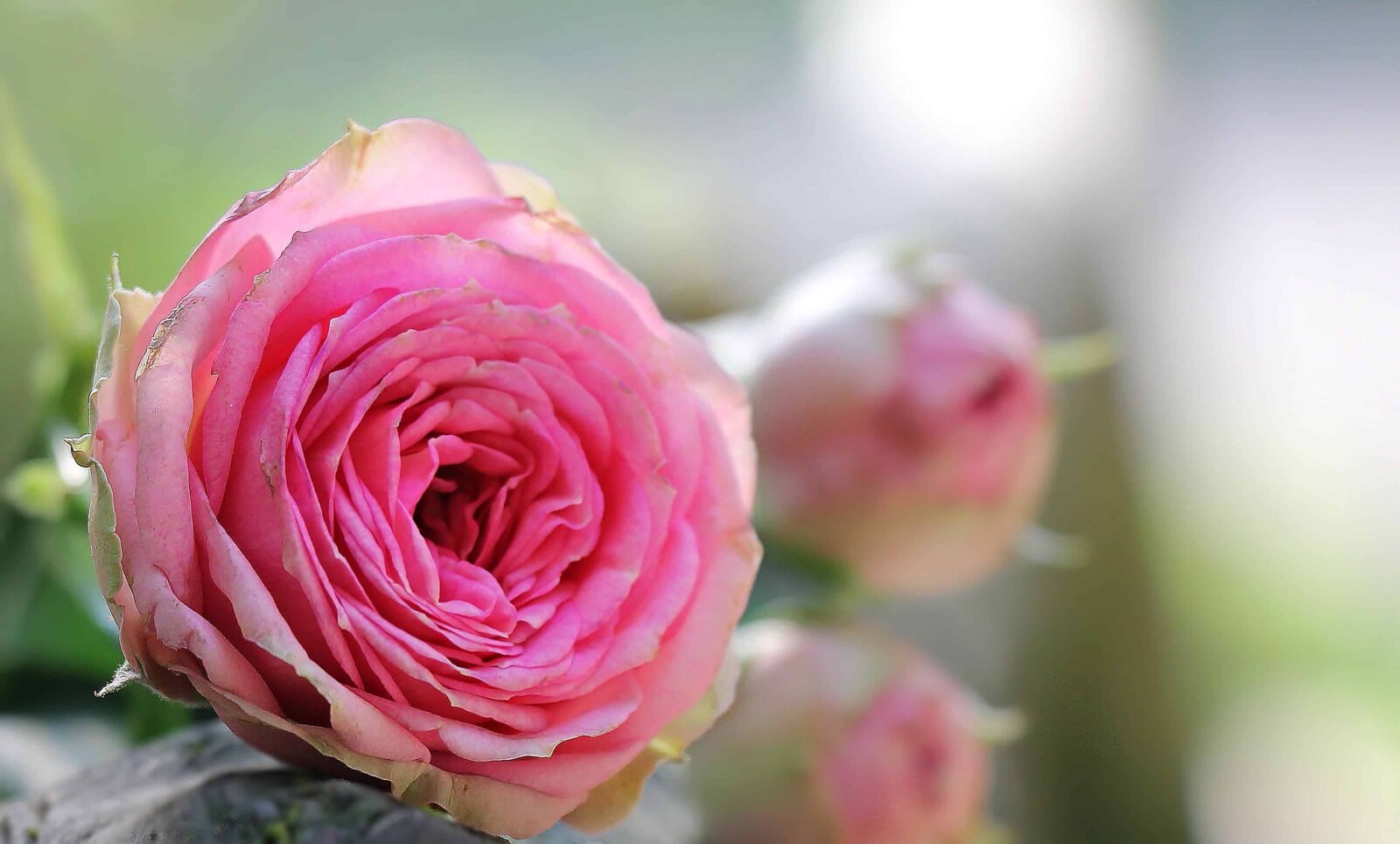 Canon EOS 550D (EOS Rebel T2i / EOS Kiss X4) sample photo. Nature, leaf, flower, petal photography