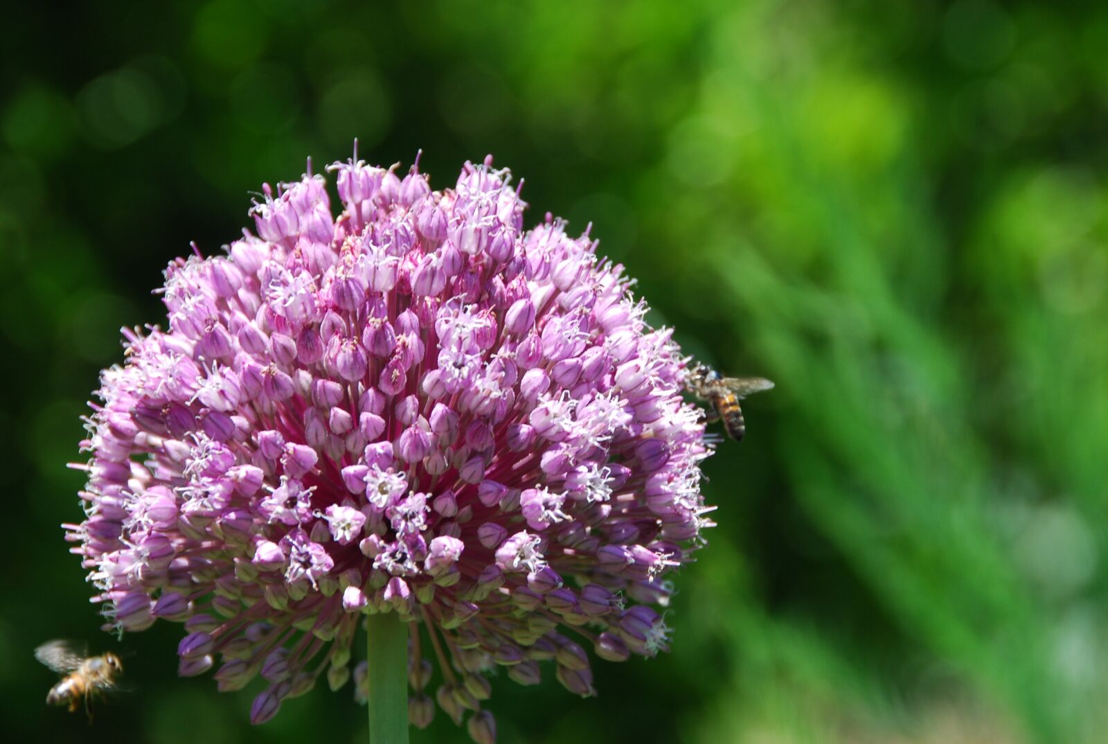 Nikon D80 sample photo. Bee, flower, insect photography
