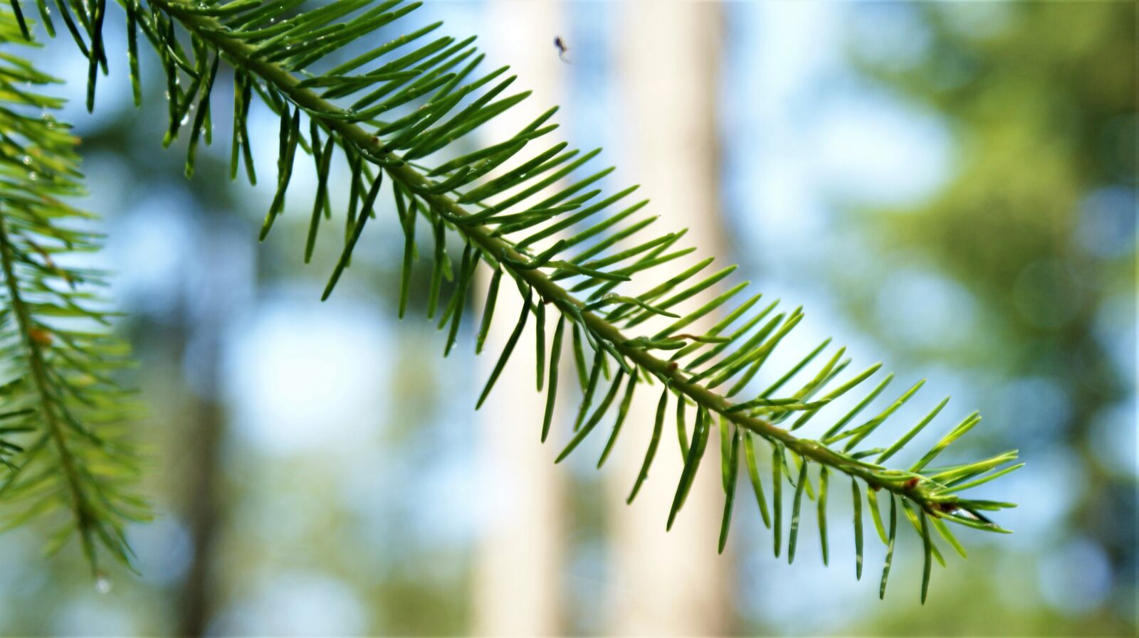 Sony Alpha DSLR-A350 sample photo. Conifer, branch, forest photography