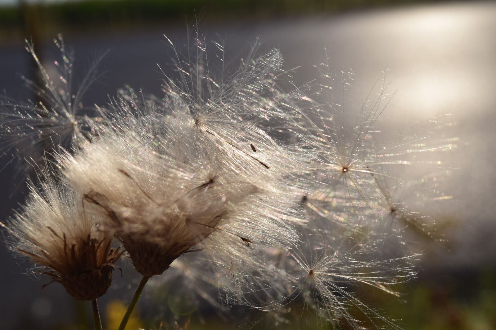 Nikon D3300 sample photo. Flying seeds, backlighting, wind photography