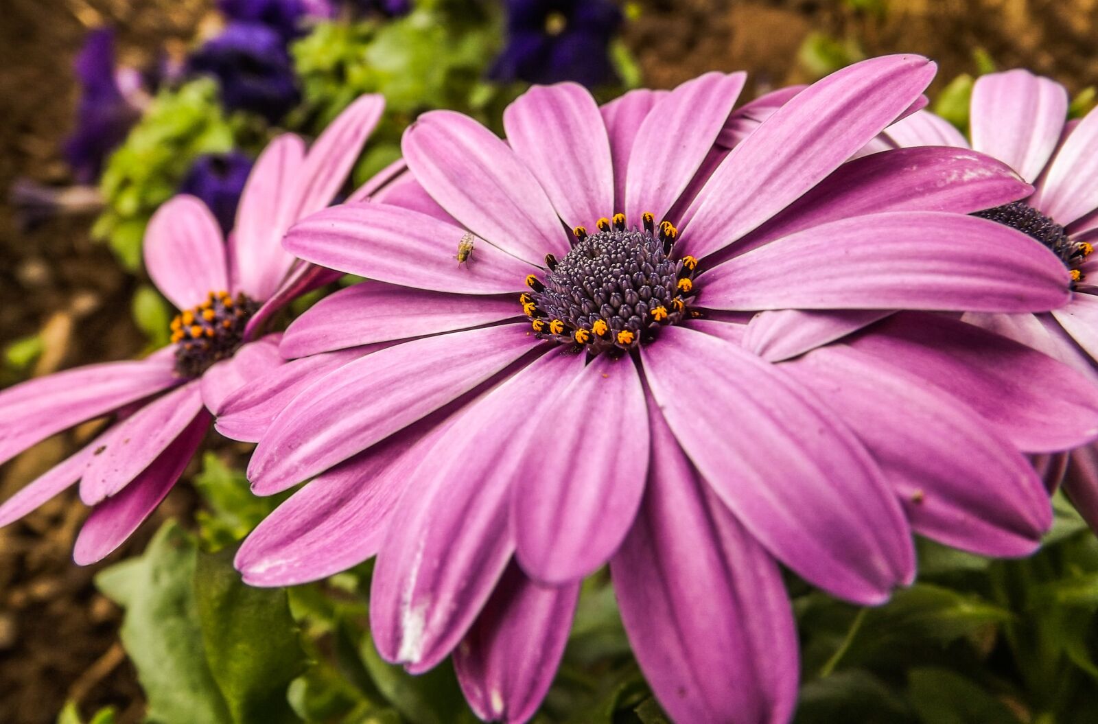 Fujifilm FinePix S4200 sample photo. Flower, purple, pollen photography