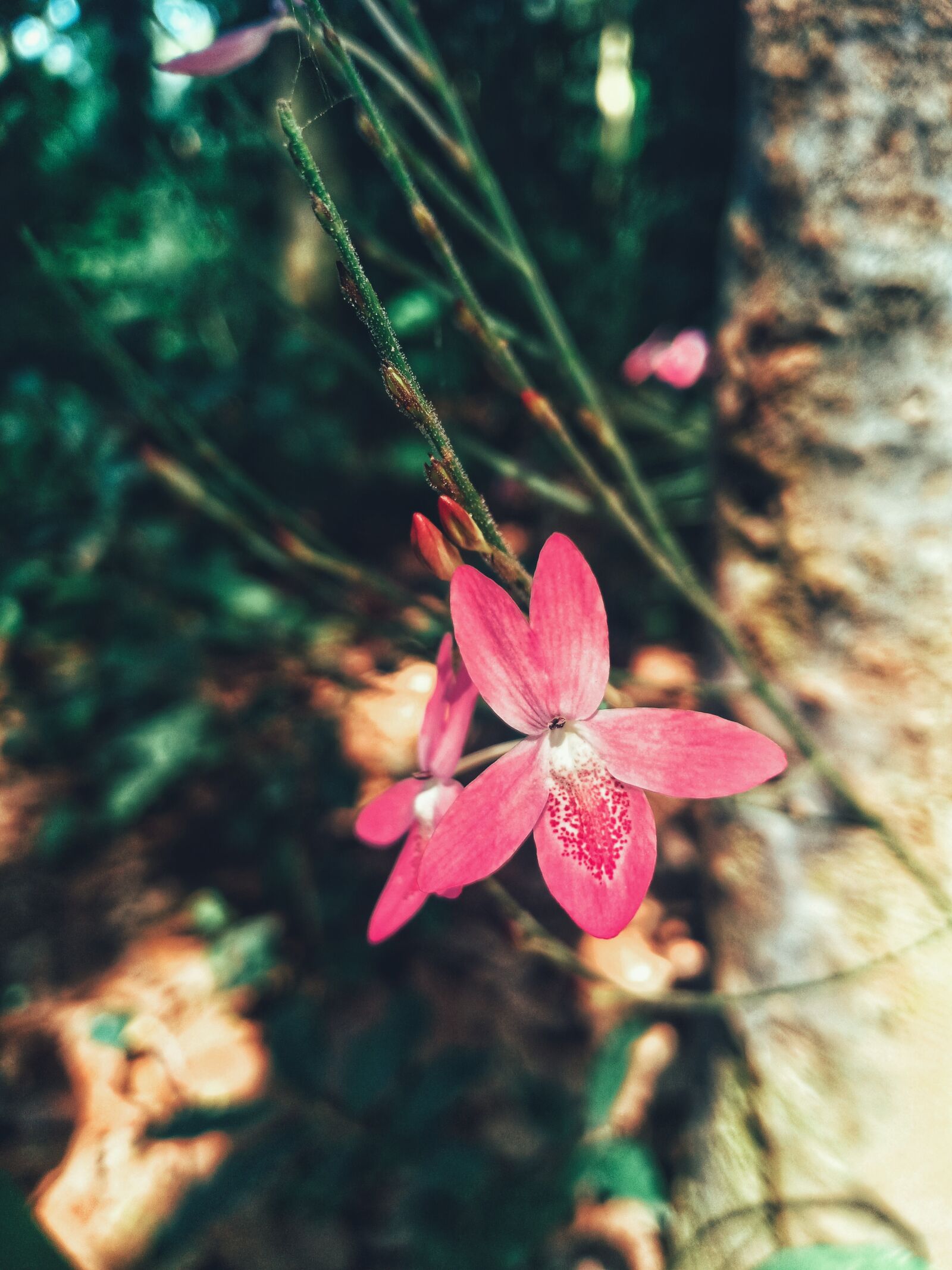 OPPO F9 sample photo. Wildflowers, landscape, nature photography