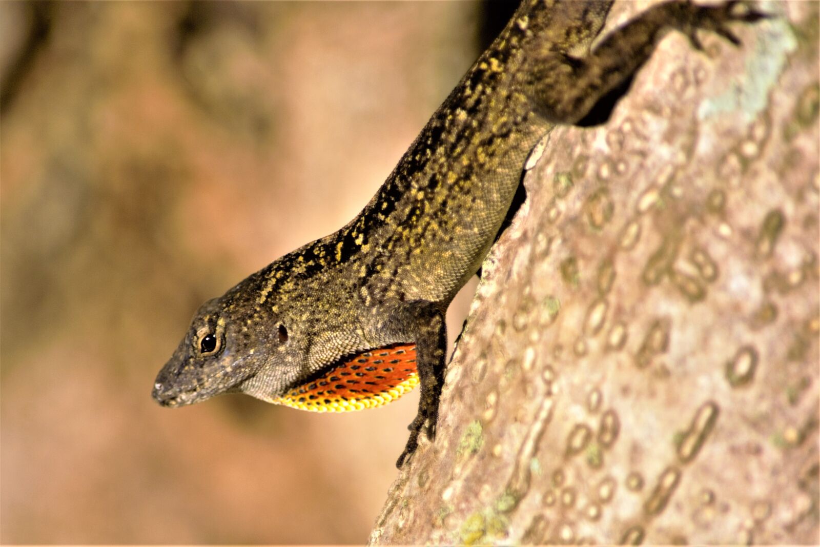 Nikon D7100 sample photo. Lizard, throat fanned, alert photography
