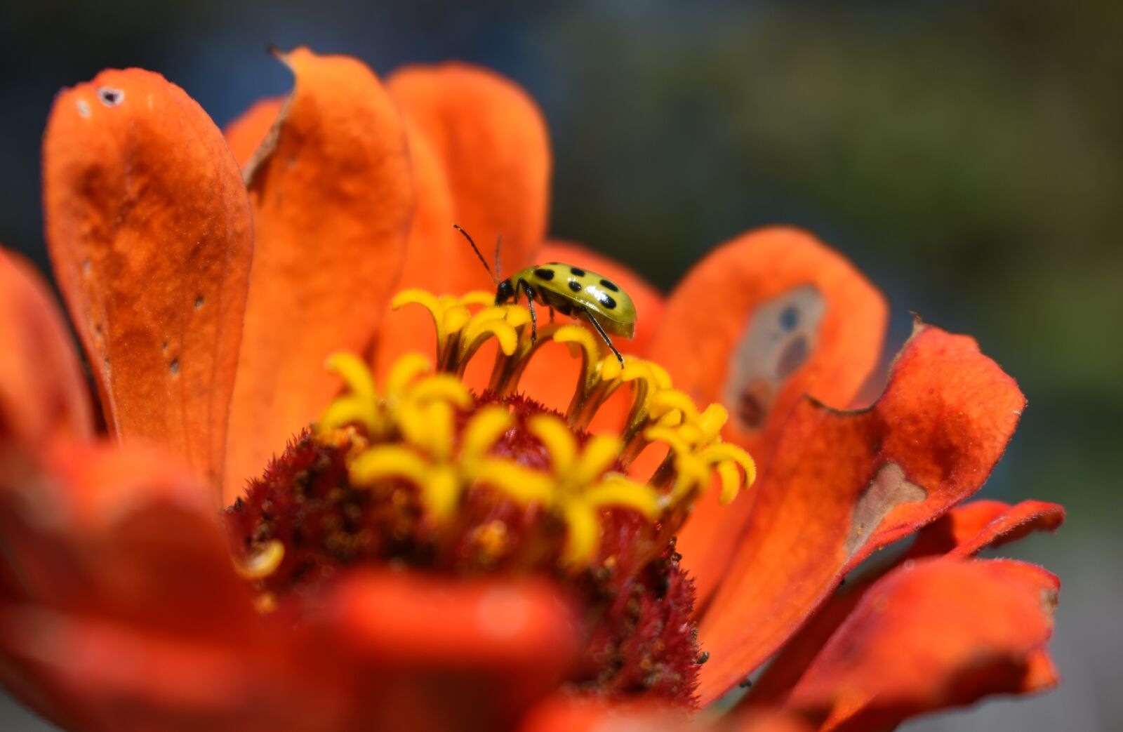 Nikon D5500 sample photo. Flower, orange, cucumber beetle photography