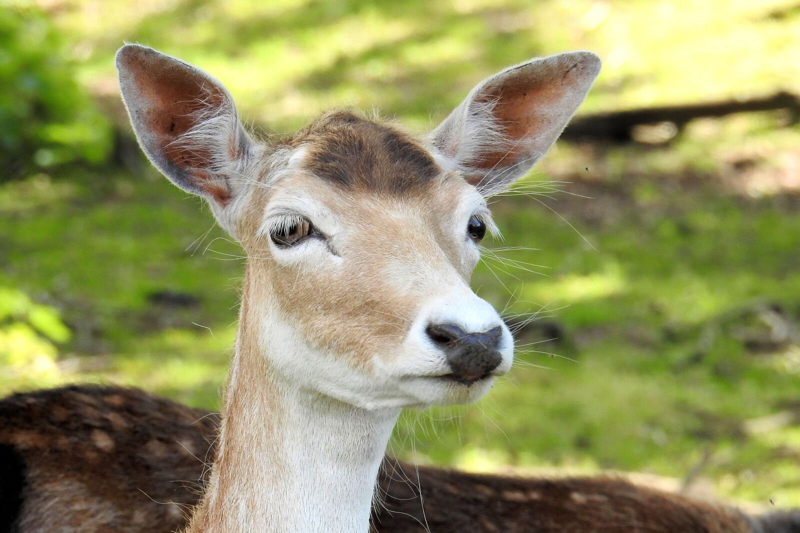 Nikon Coolpix P900 sample photo. Roe deer, fallow deer photography