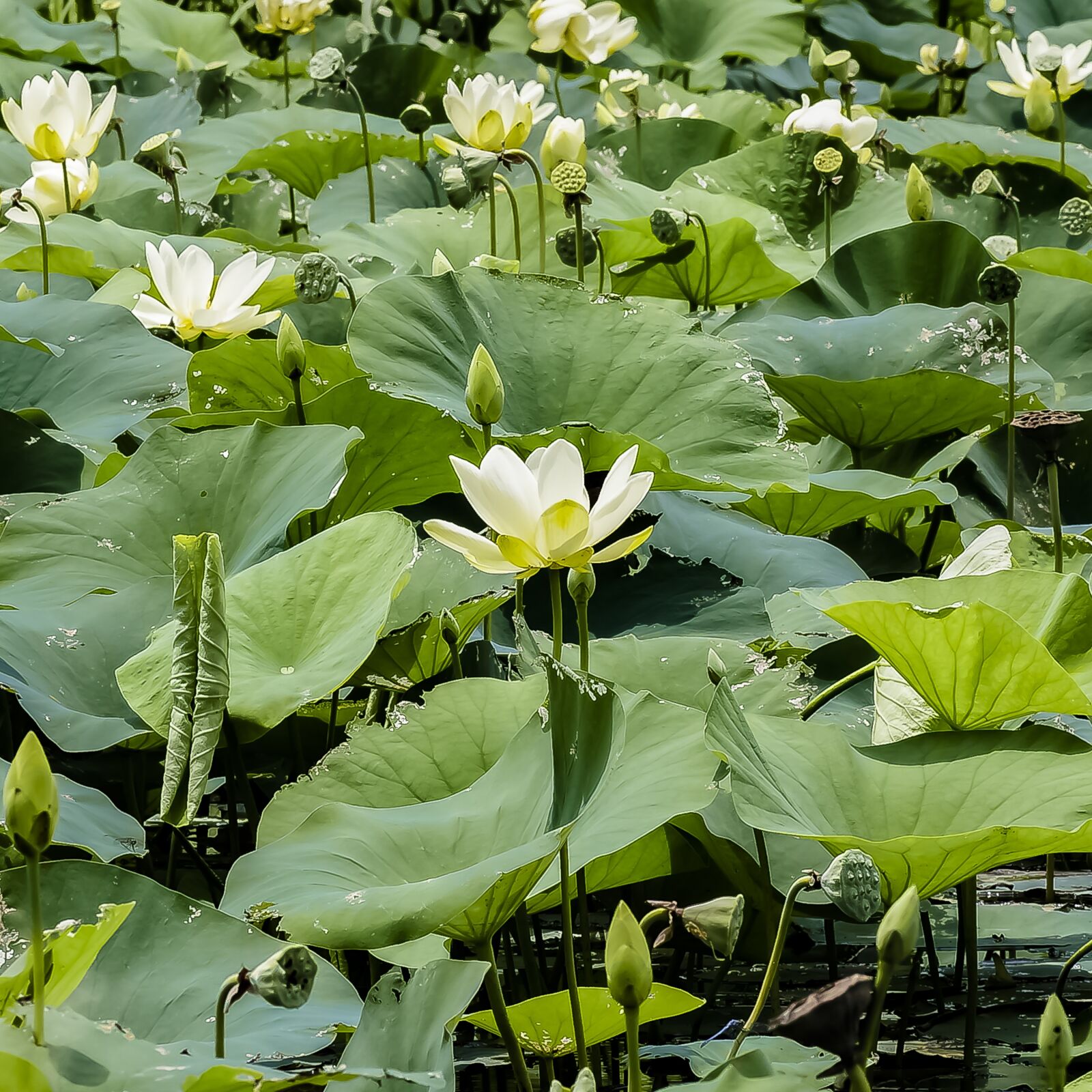 Pentax smc D-FA 100mm F2.8 Macro WR sample photo. Lily pad, pond, water photography