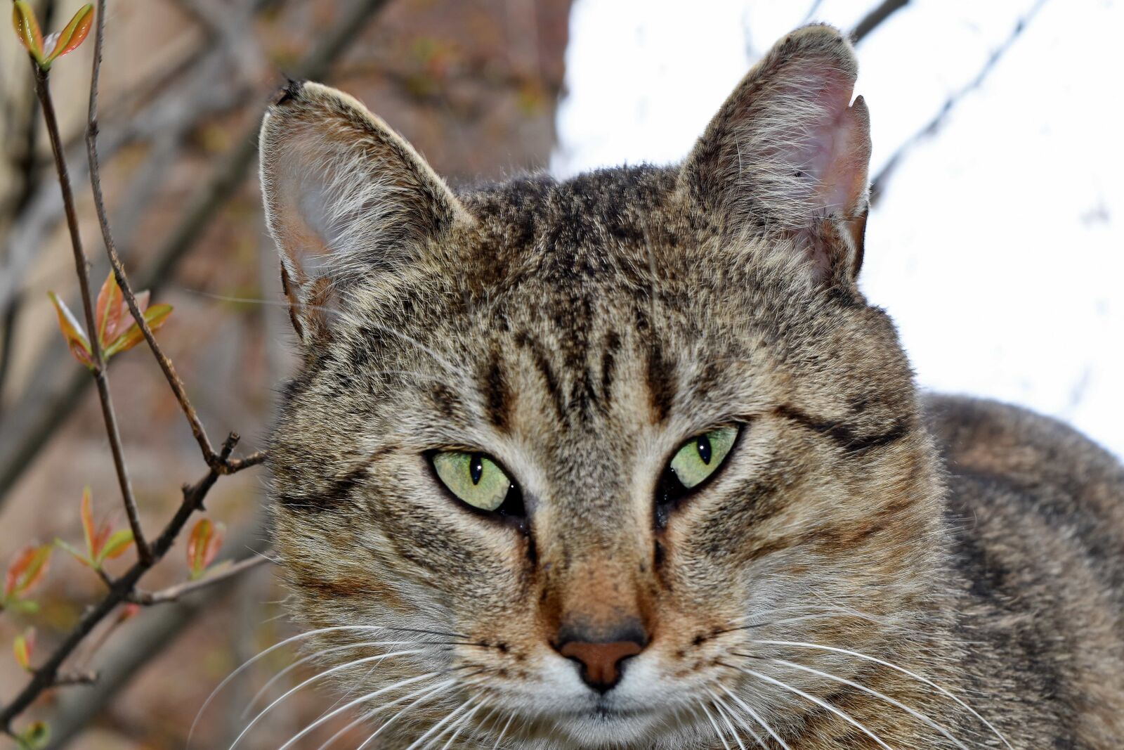 Nikon D5500 sample photo. Kitten, tabby cat, fur photography