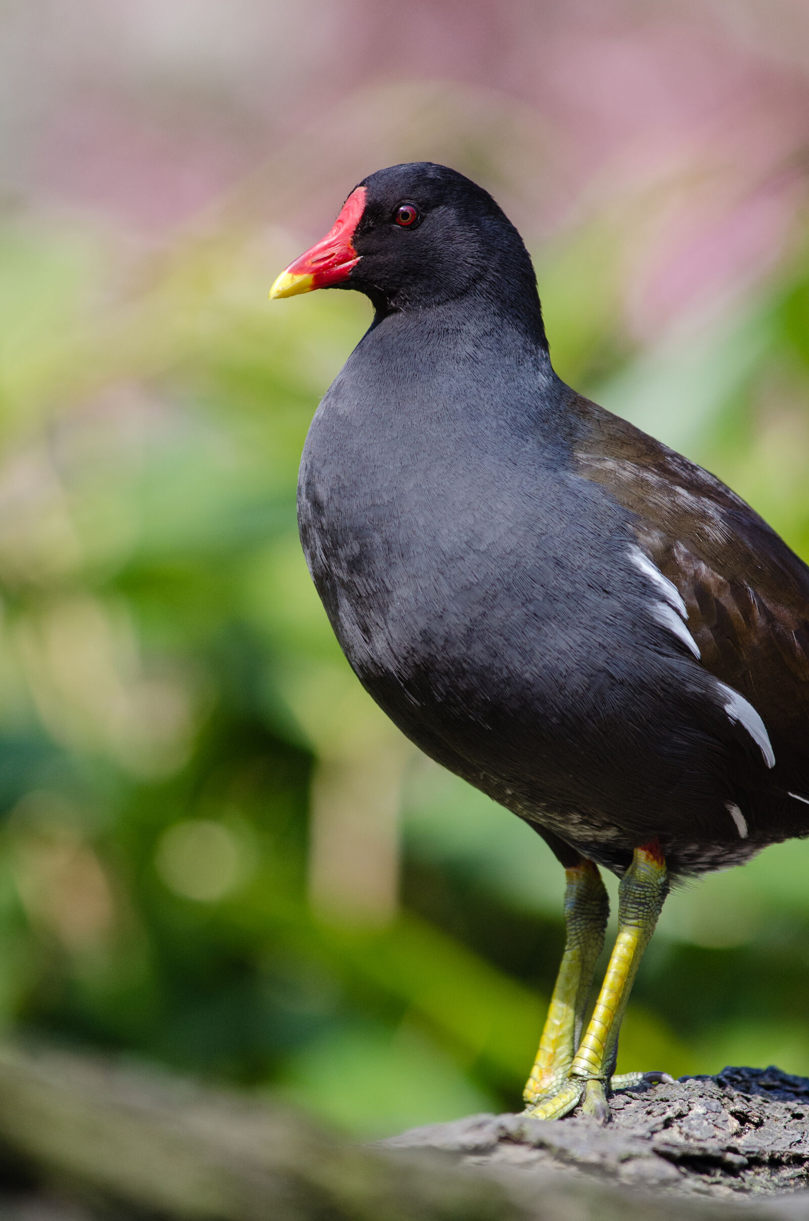 Nikon D7000 + Sigma APO Tele Macro 300mm F4 sample photo