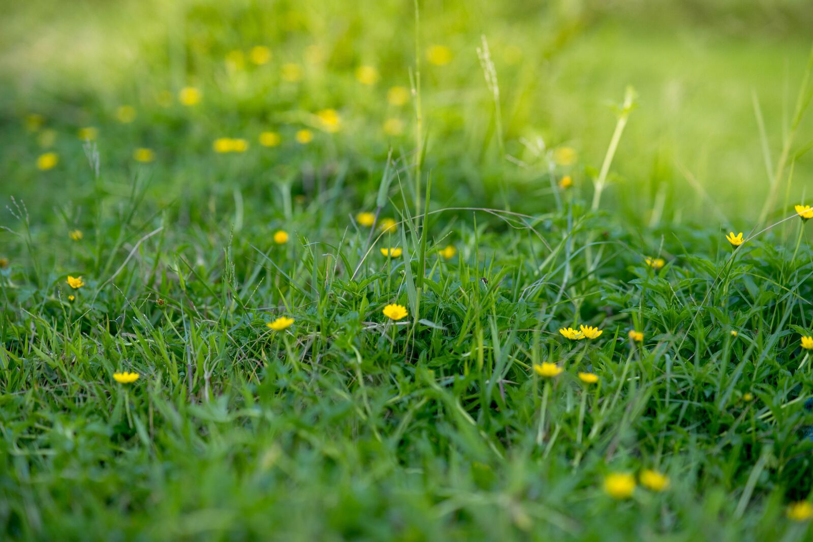 Samyang AF 85mm F1.4 FE sample photo. Light, grass, flowers photography