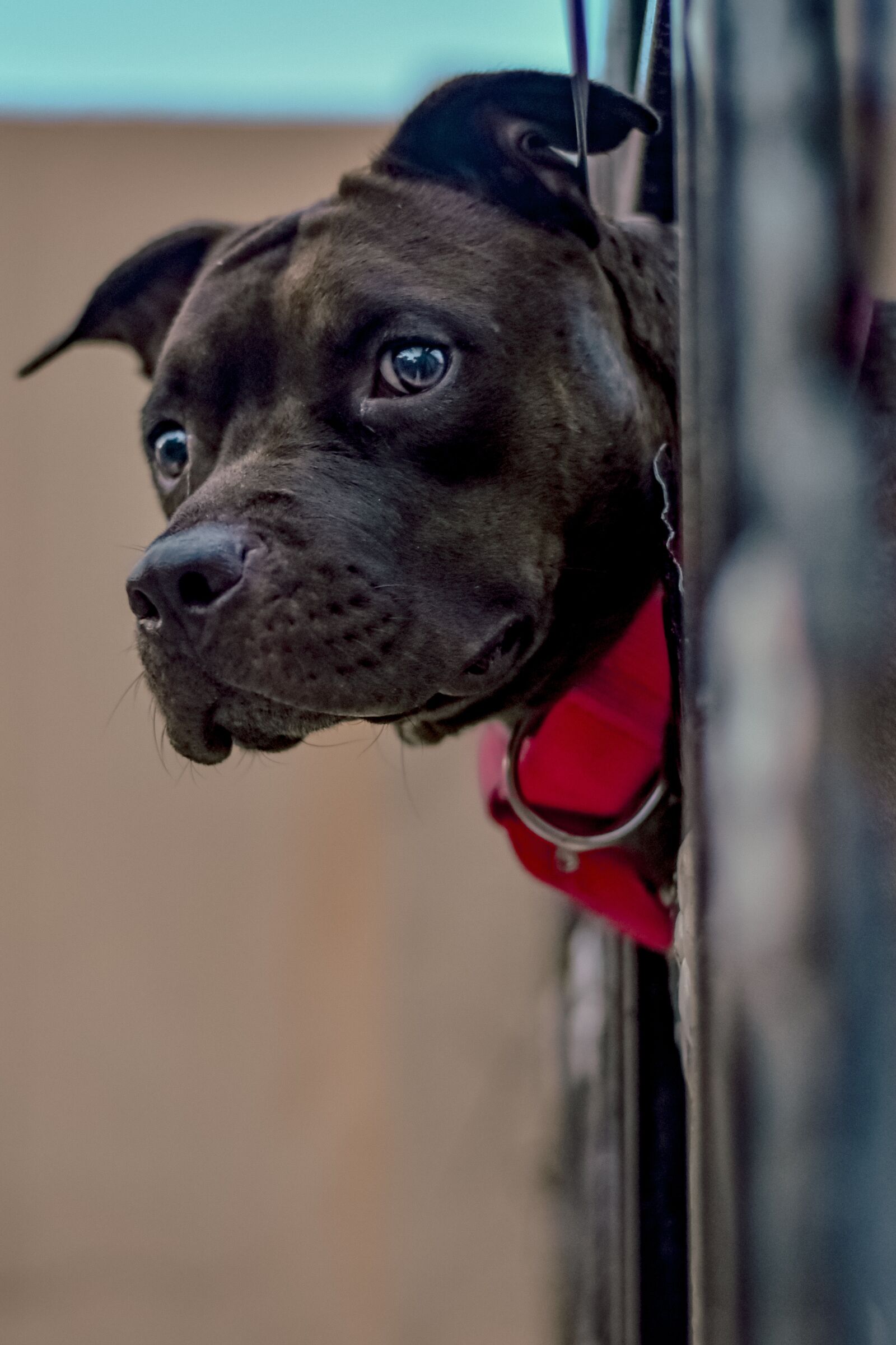 Nikon D5600 sample photo. Dog, pup, doggy photography