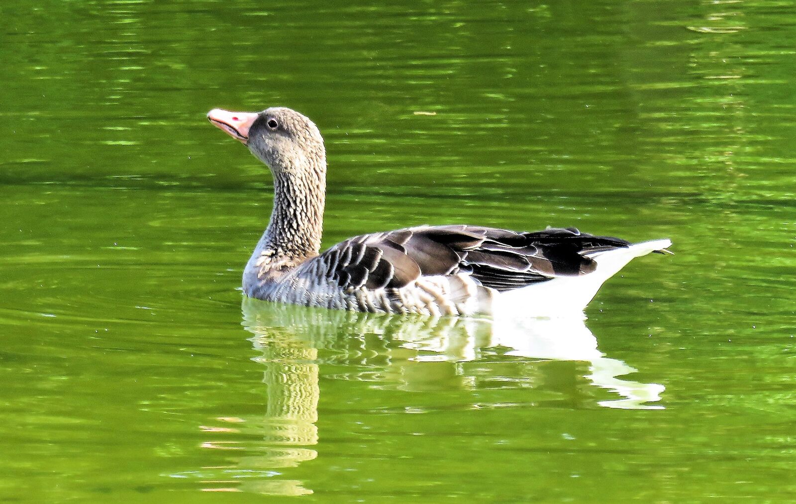 Canon PowerShot SX710 HS sample photo. Goose, greylag goose, wild photography