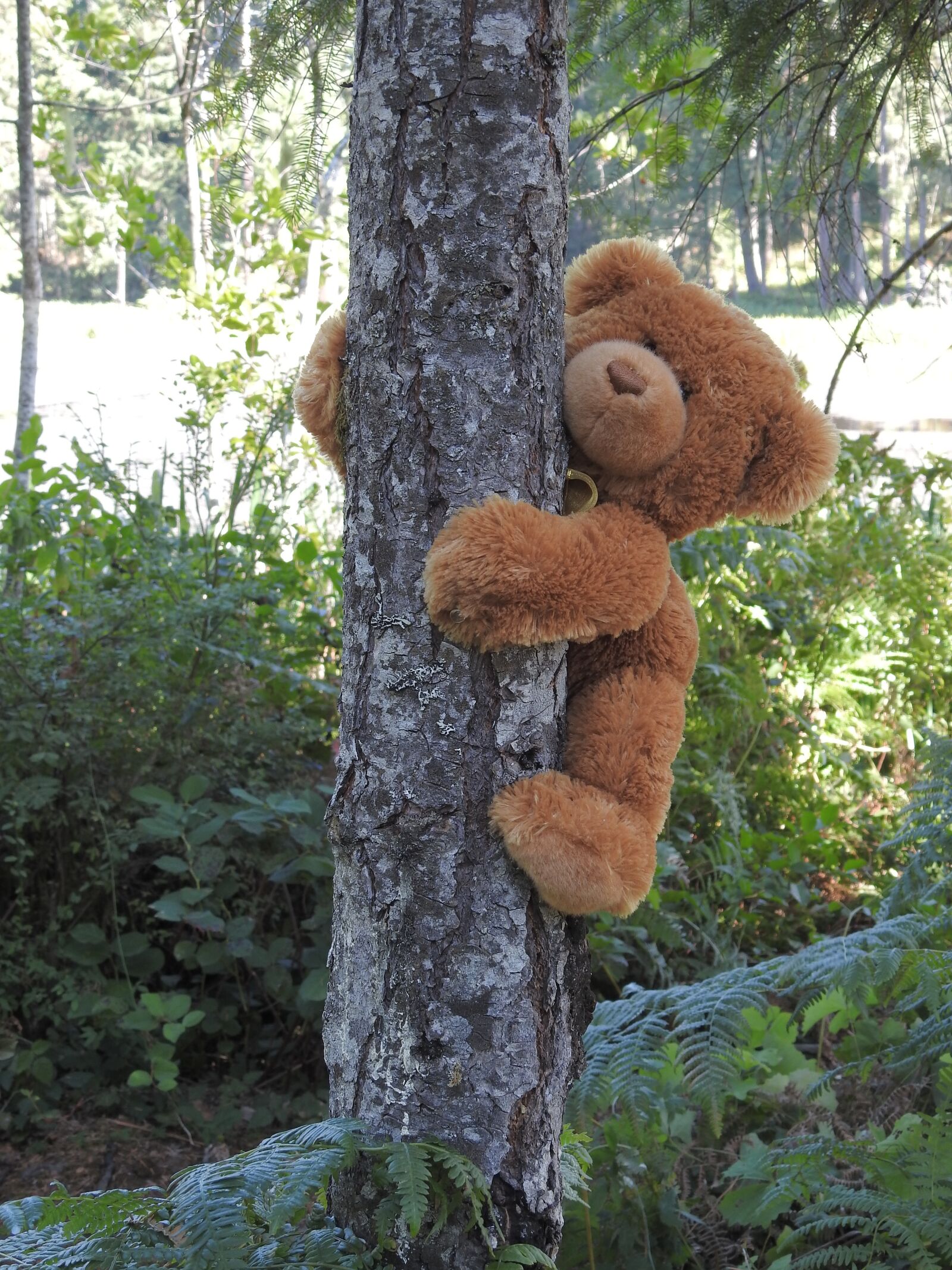 Nikon Coolpix P900 sample photo. Bear, teddy, adventure photography