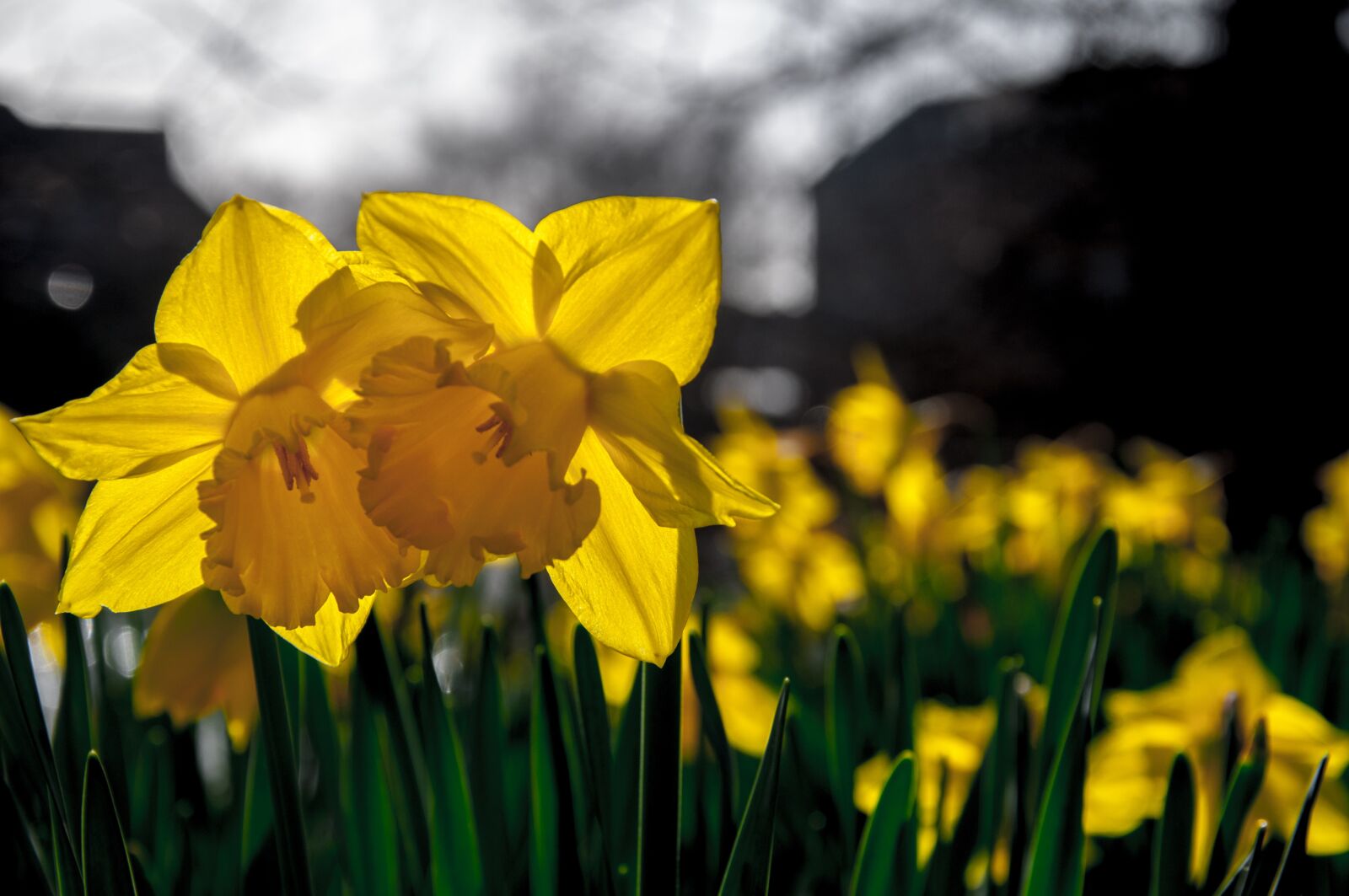 Nikon D5000 sample photo. Daffodils, narcissus, flower photography